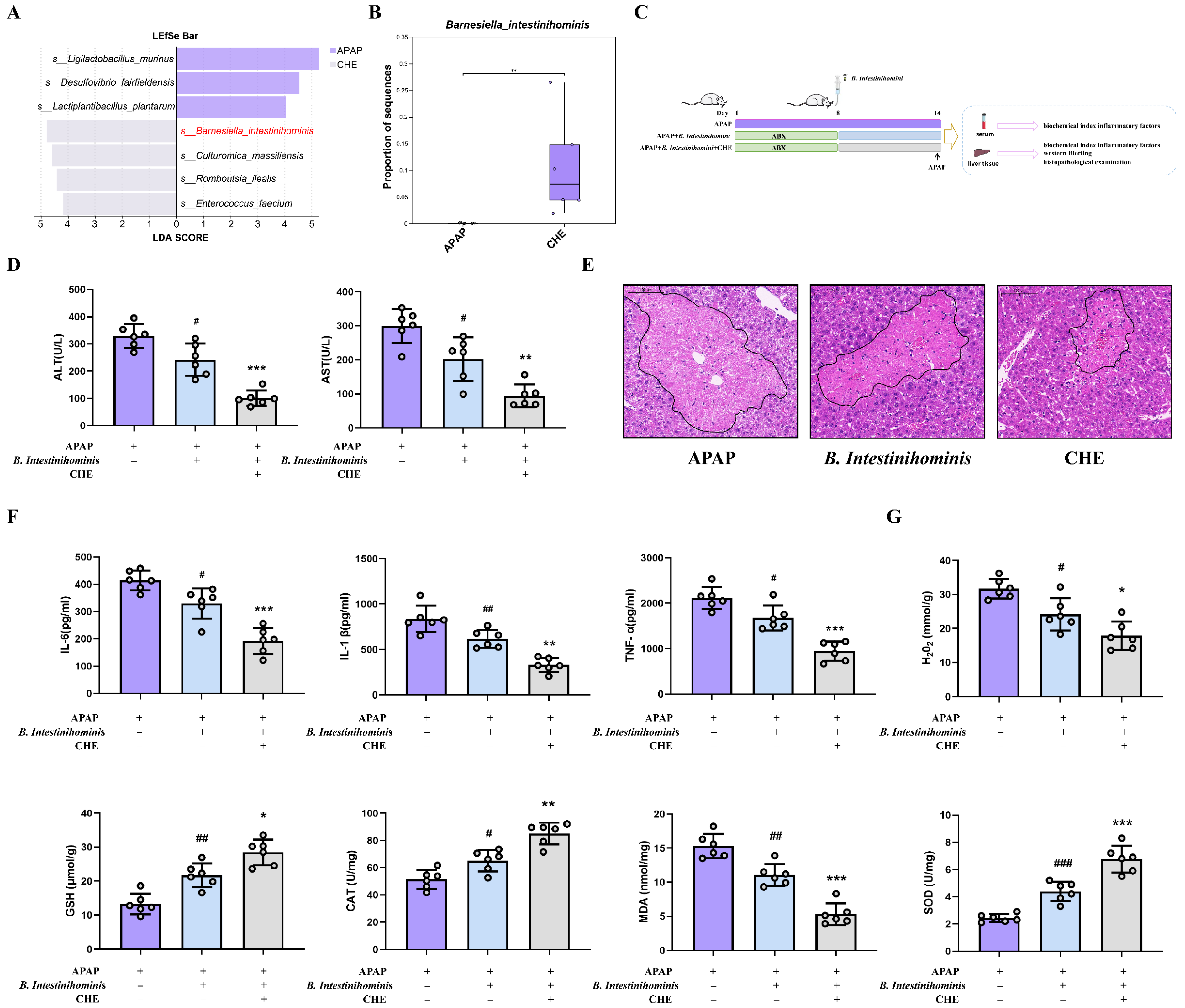Antioxidants 14 01063 g004 Antioxidants 14 01063 g004