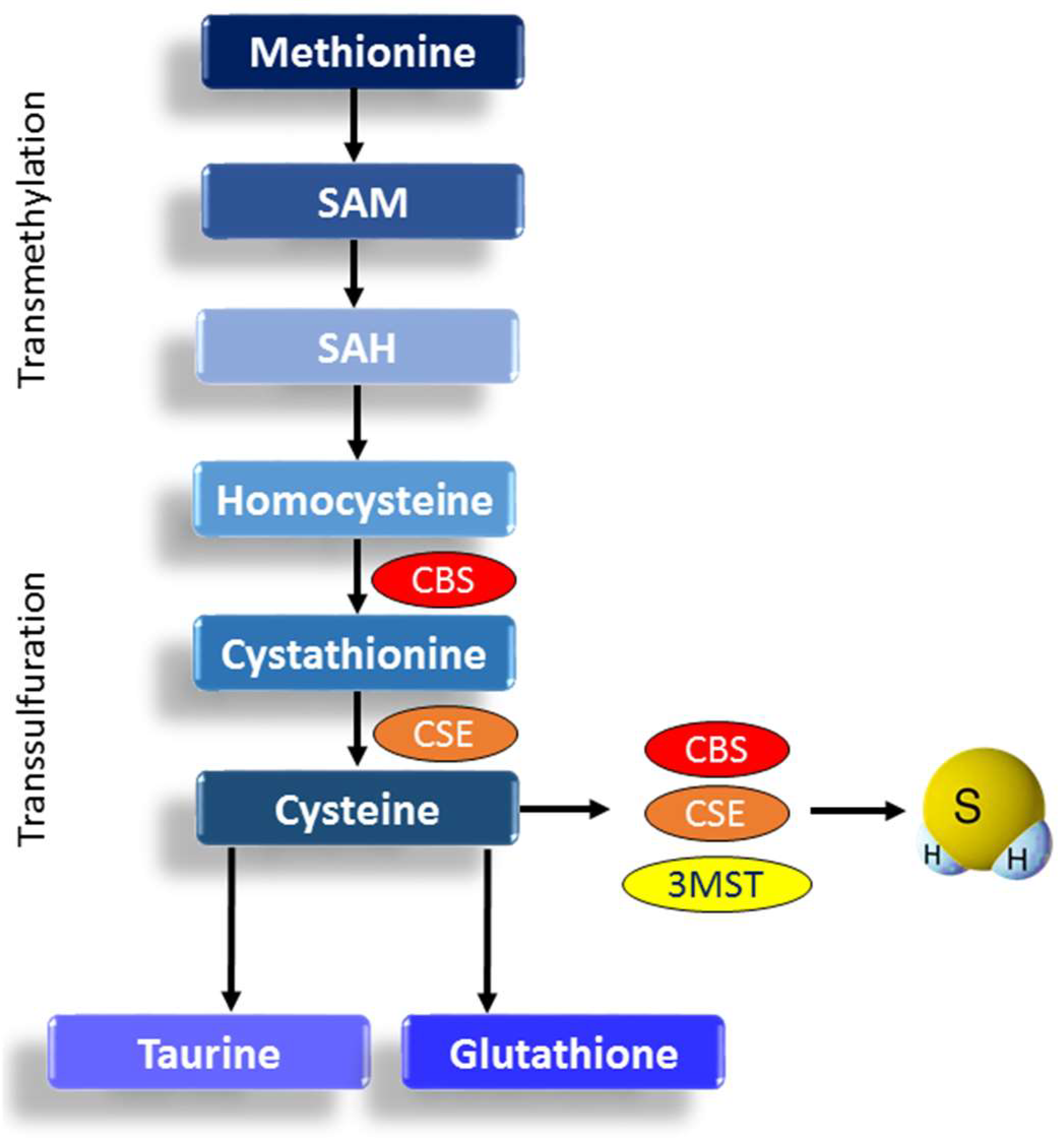 Antioxidants 14 01064 g002