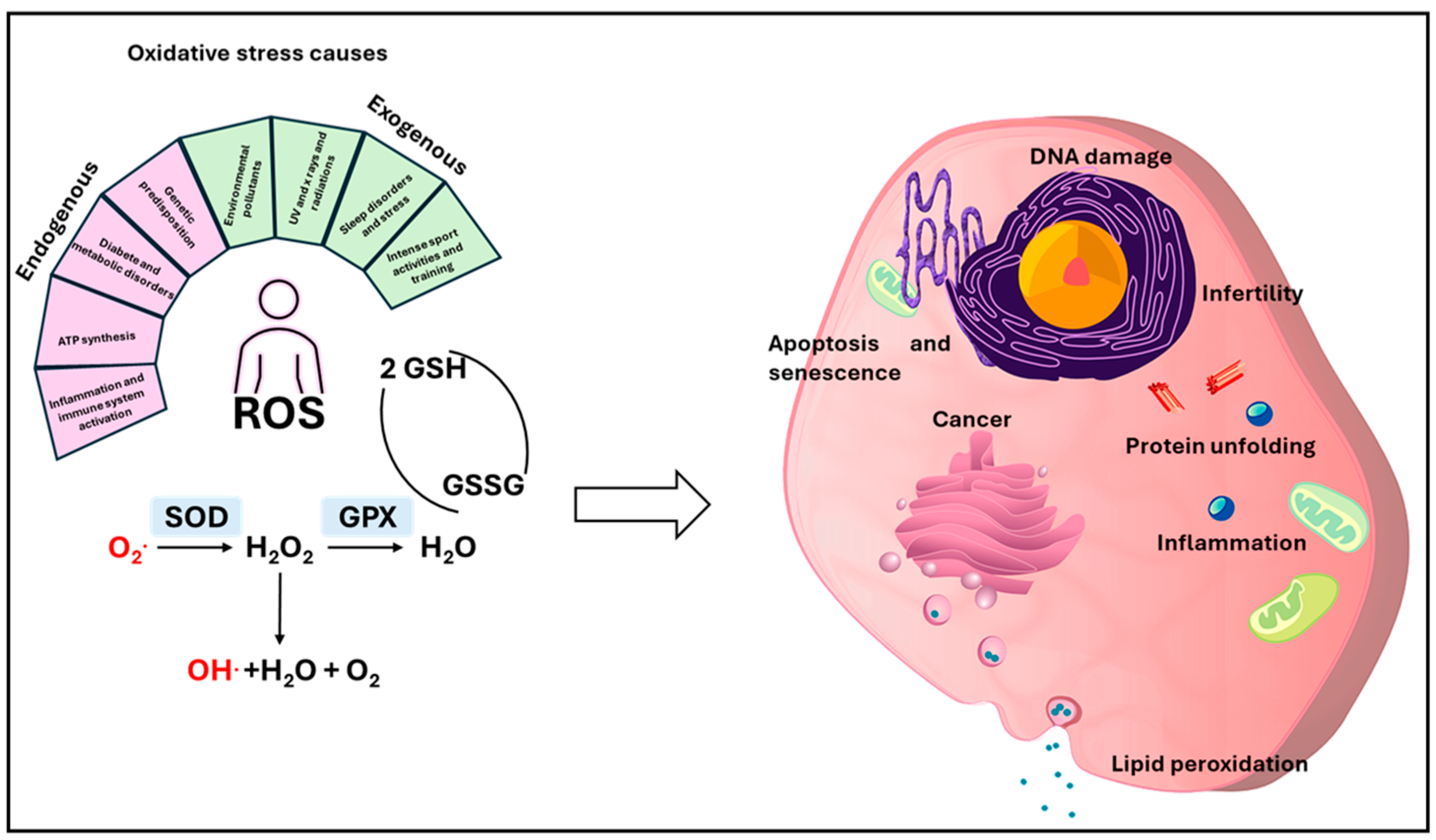 Antioxidants 14 01066 g001 Antioxidants 14 01066 g001