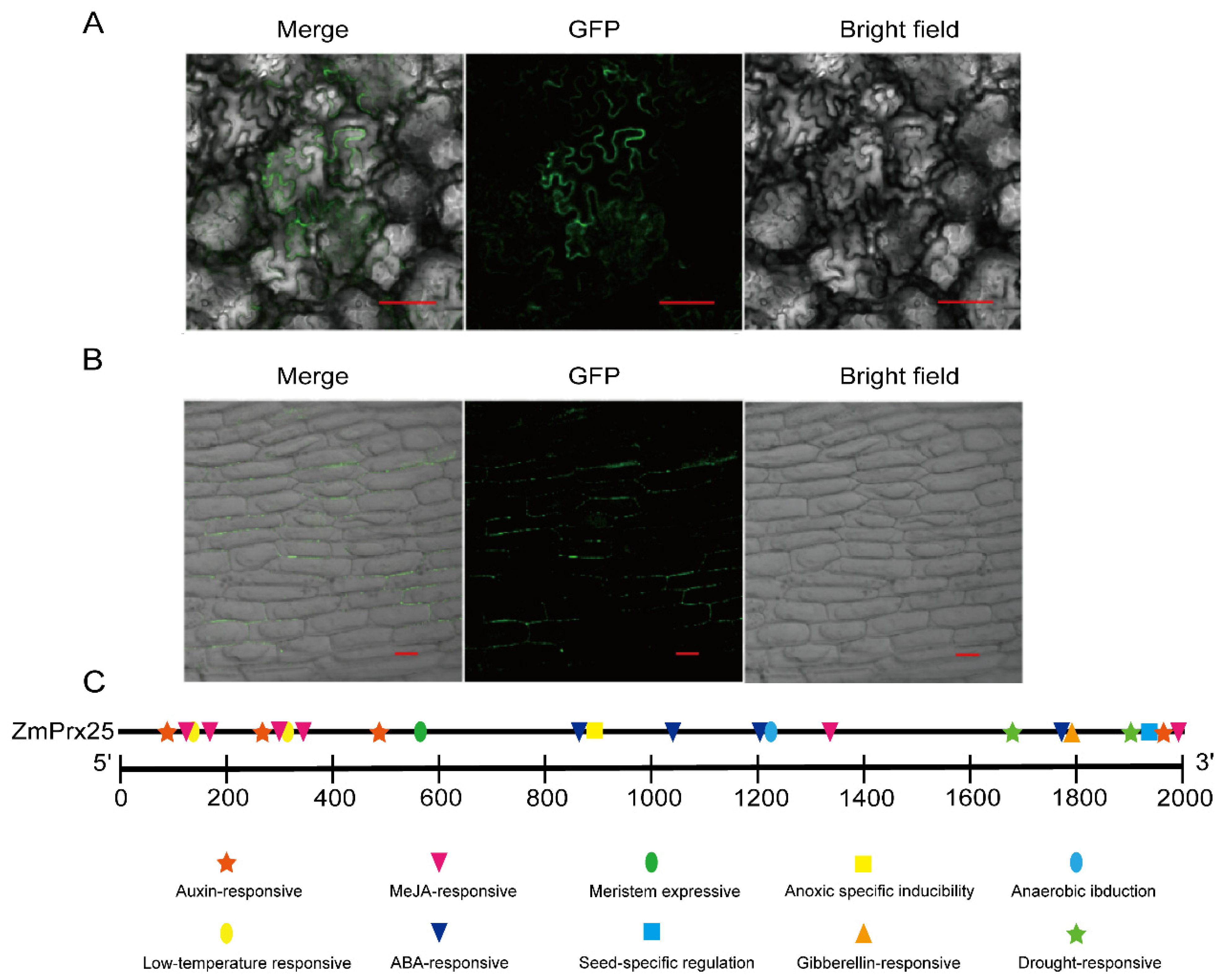 Antioxidants 14 01067 g003 Antioxidants 14 01067 g003