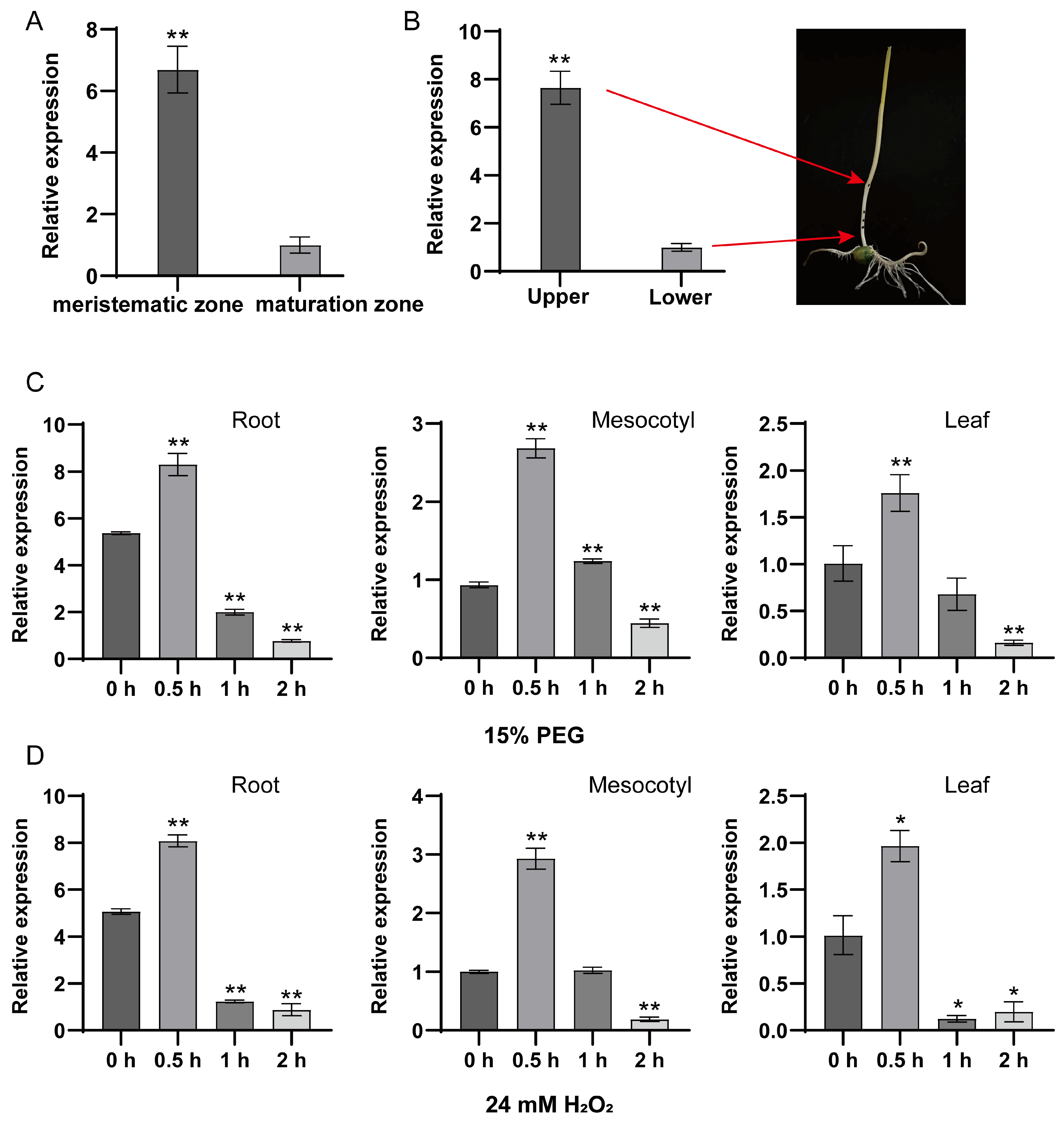 Antioxidants 14 01067 g005 Antioxidants 14 01067 g005