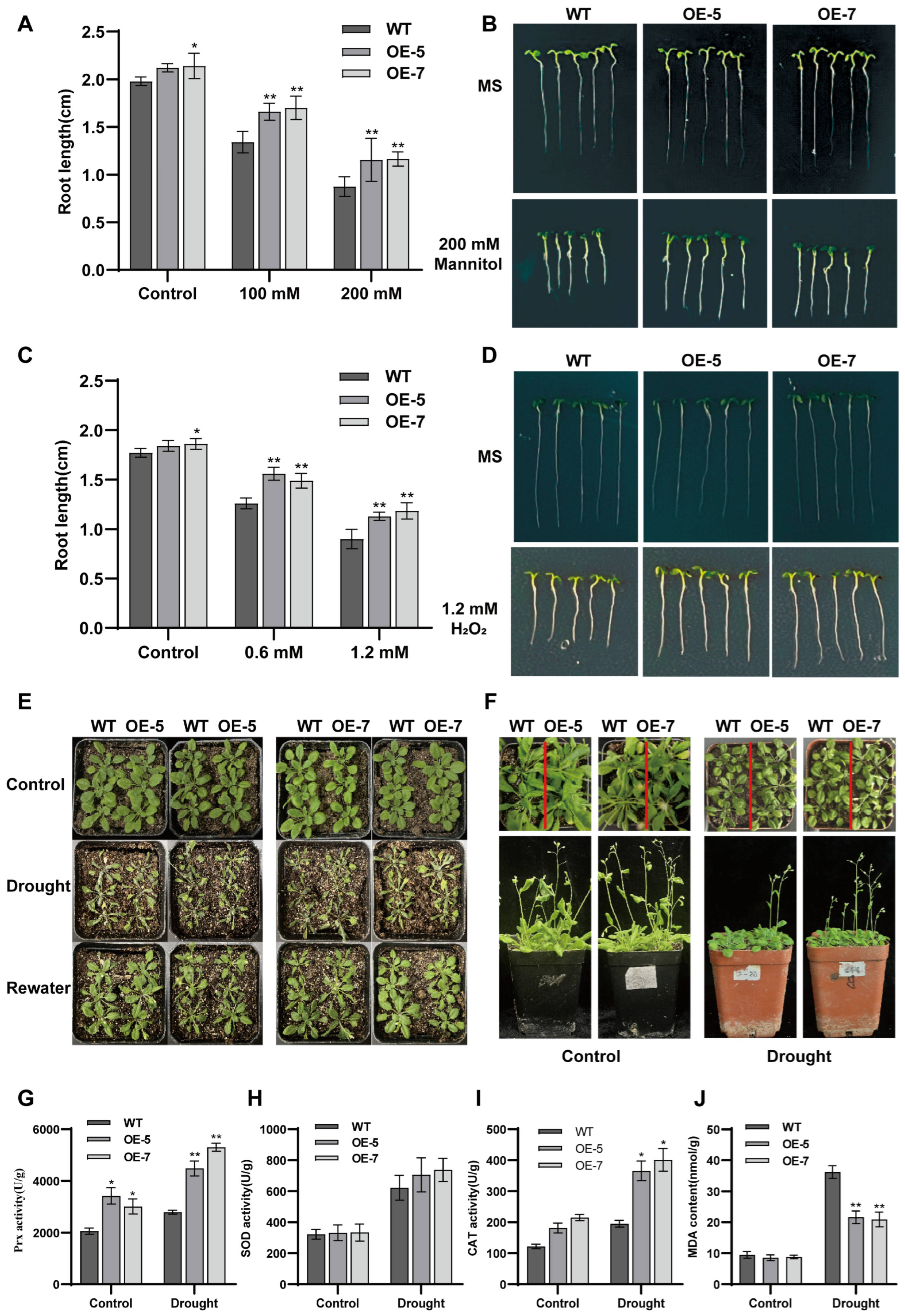 Antioxidants 14 01067 g007 Antioxidants 14 01067 g007