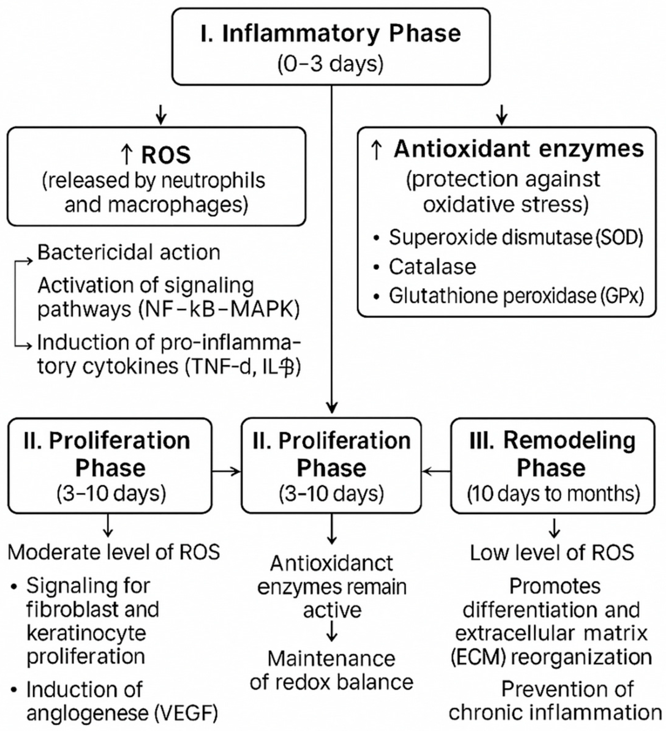 Antioxidants 14 01070 g001 Antioxidants 14 01070 g001