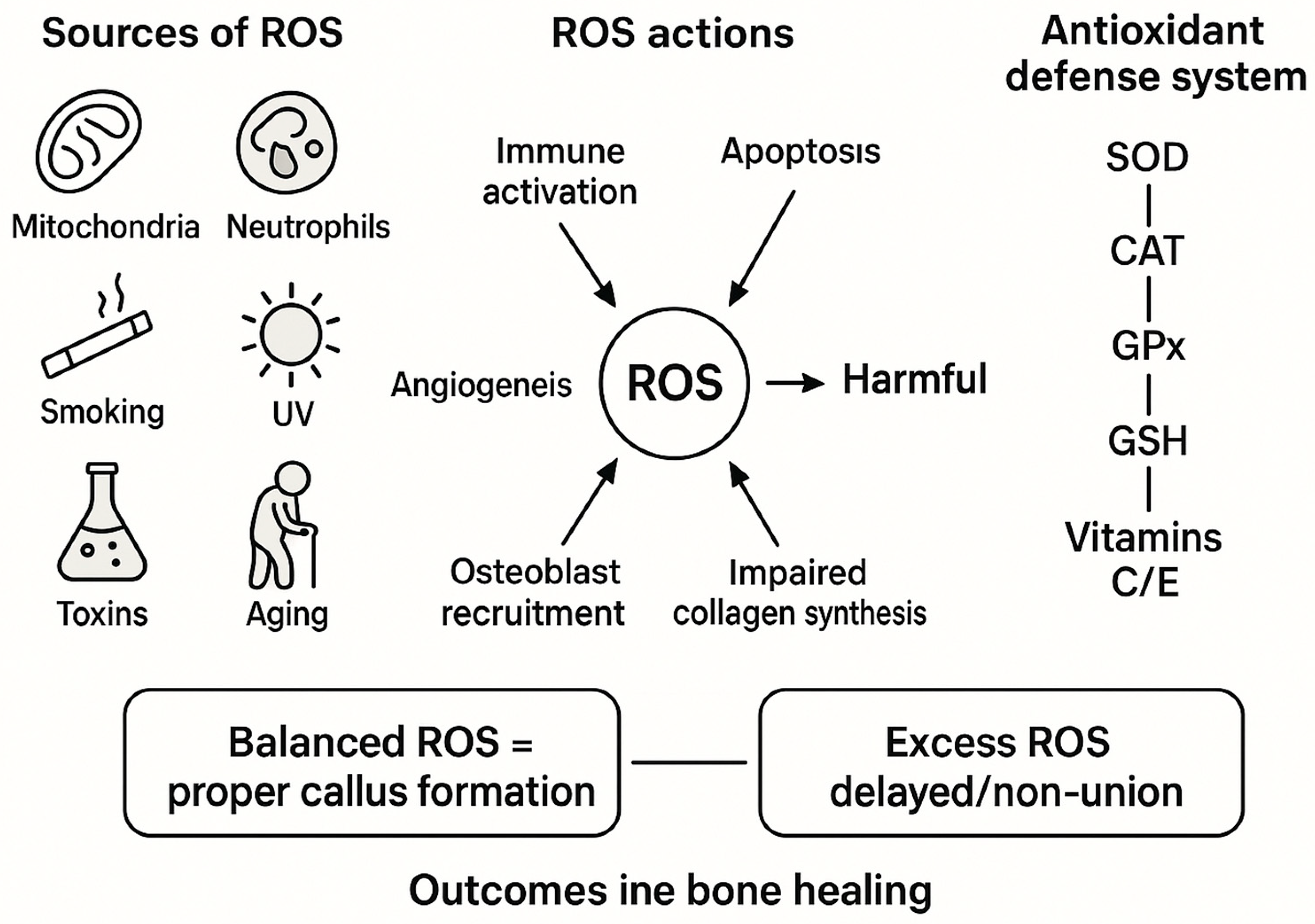 Antioxidants 14 01070 g002 Antioxidants 14 01070 g002