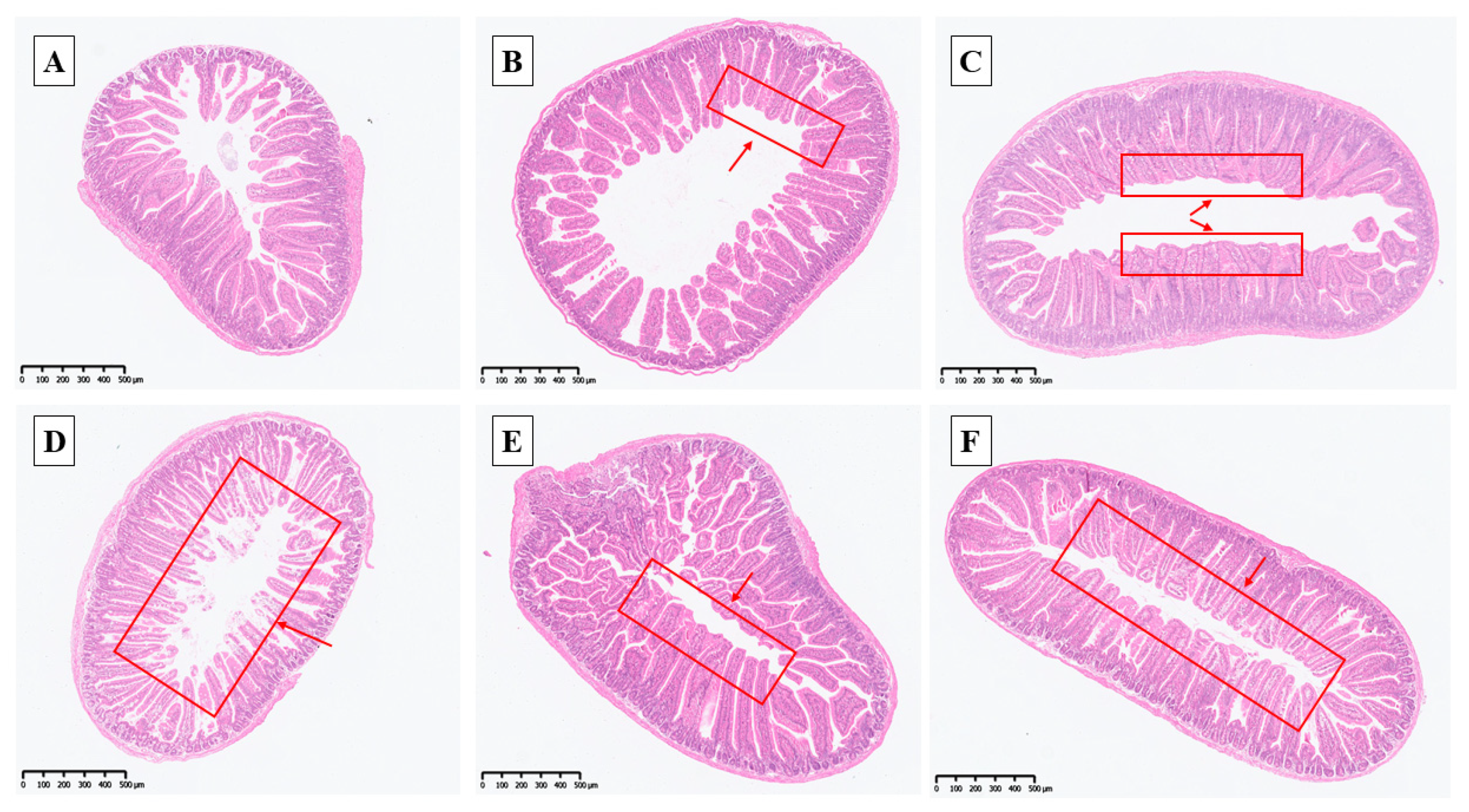 Antioxidants 14 01073 g003 Antioxidants 14 01073 g003