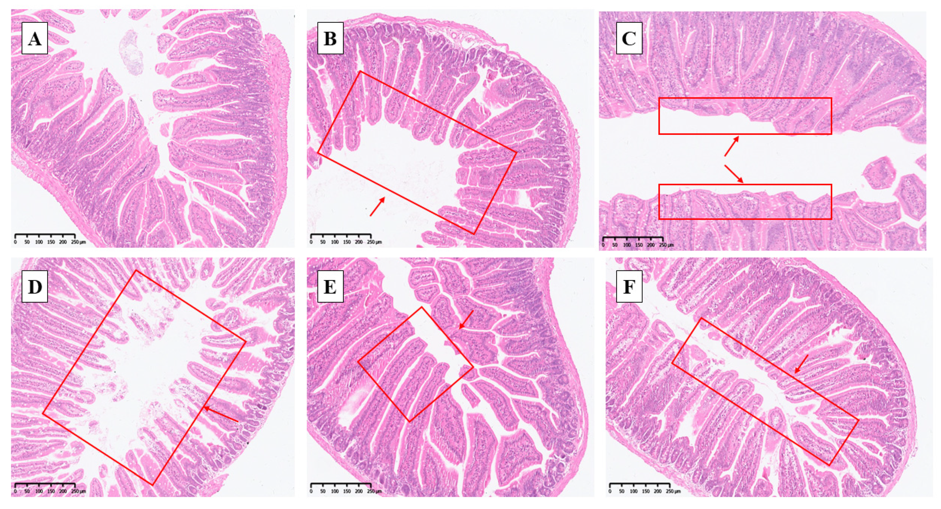 Antioxidants 14 01073 g004 Antioxidants 14 01073 g004