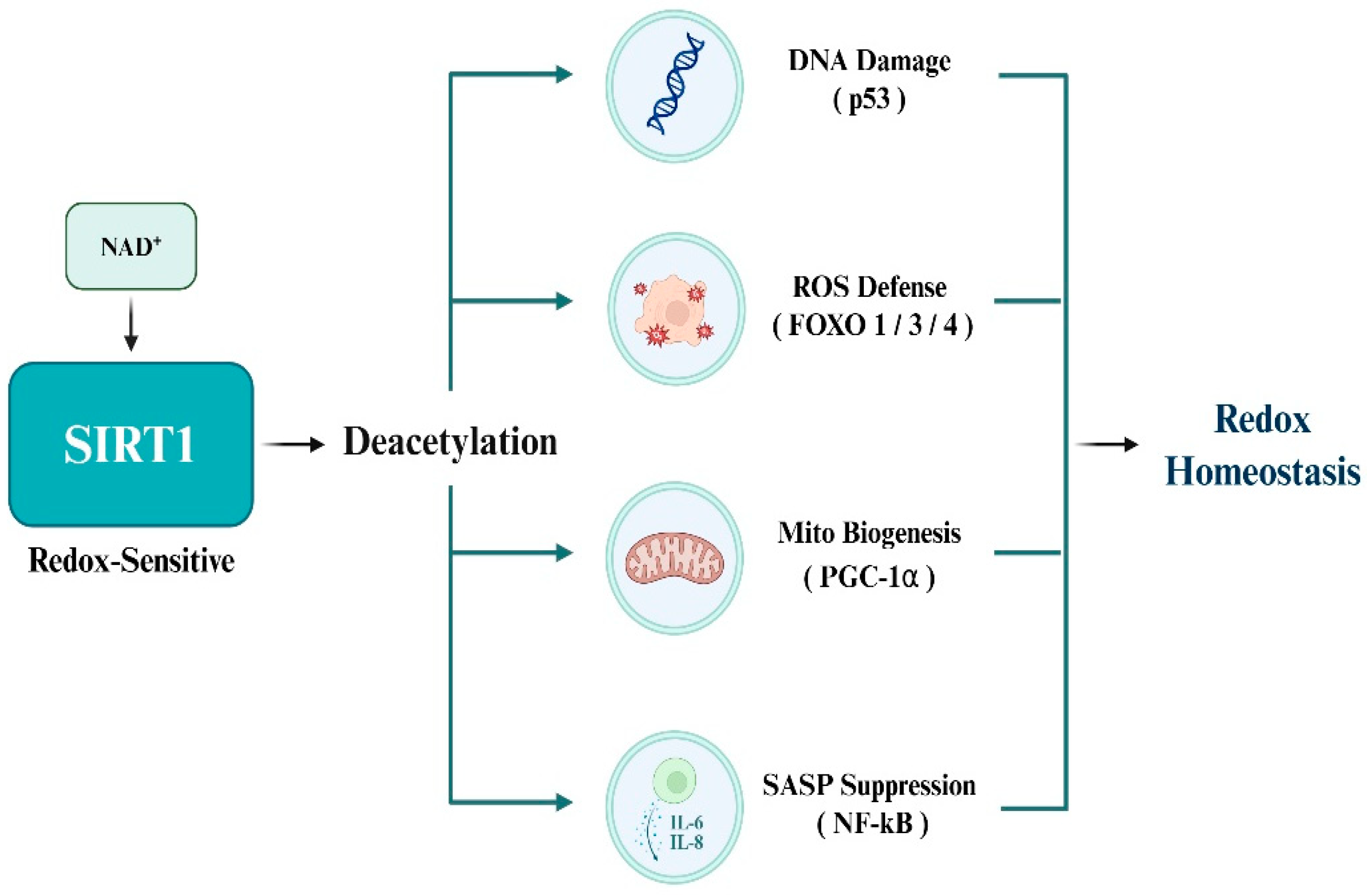 Antioxidants 14 01076 g003