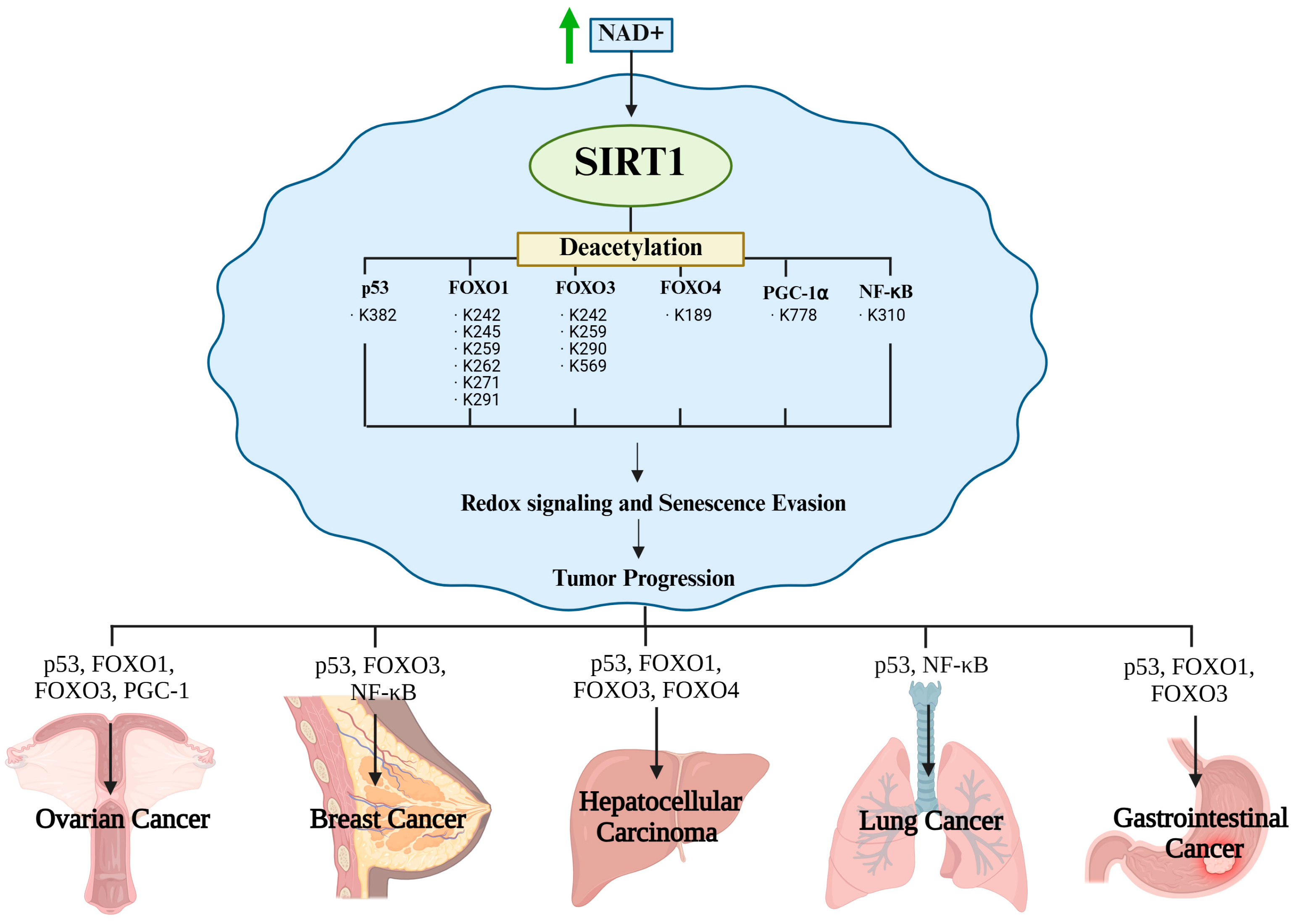 Antioxidants 14 01076 g005