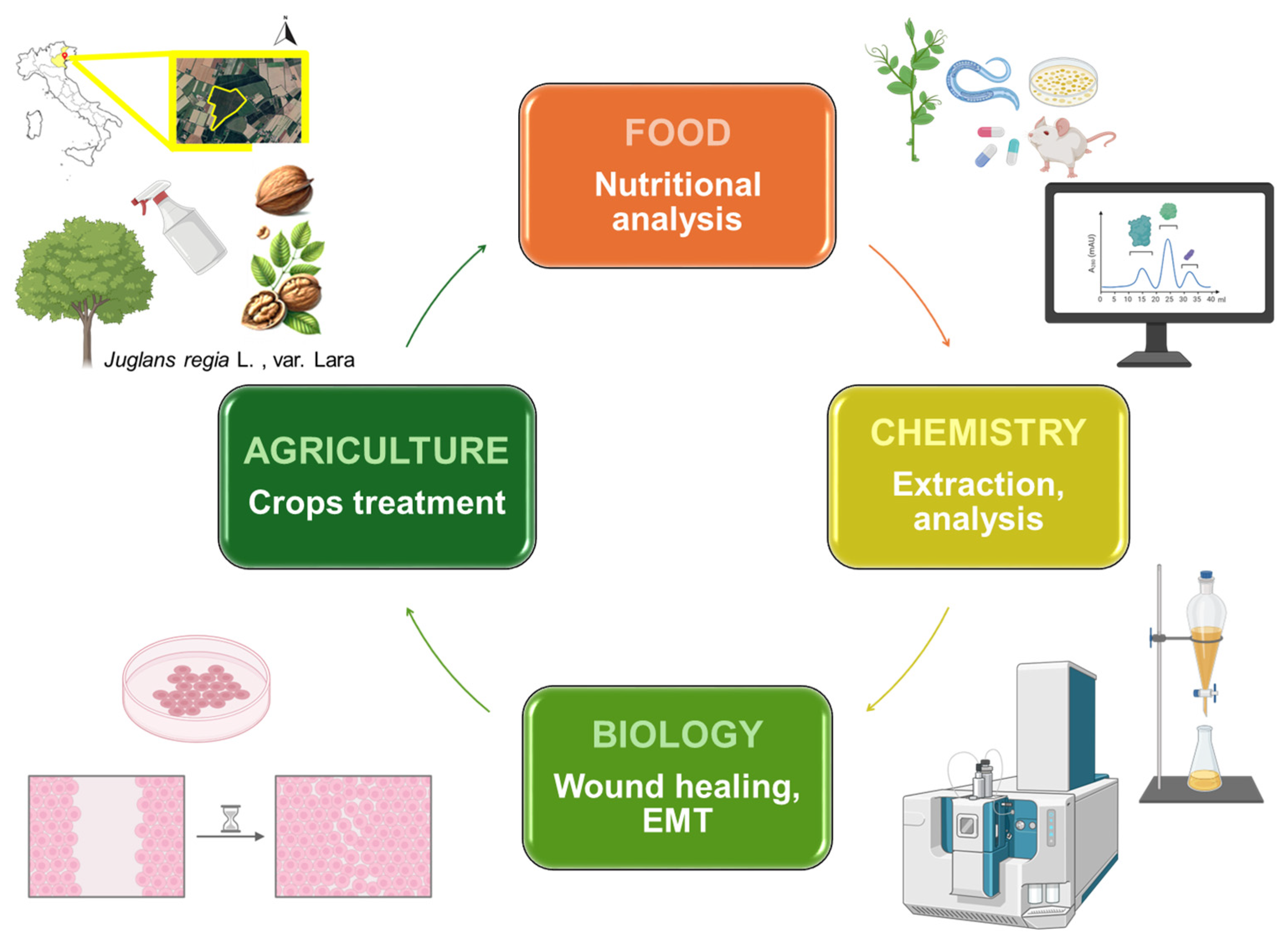 Antioxidants 14 01079 g001
