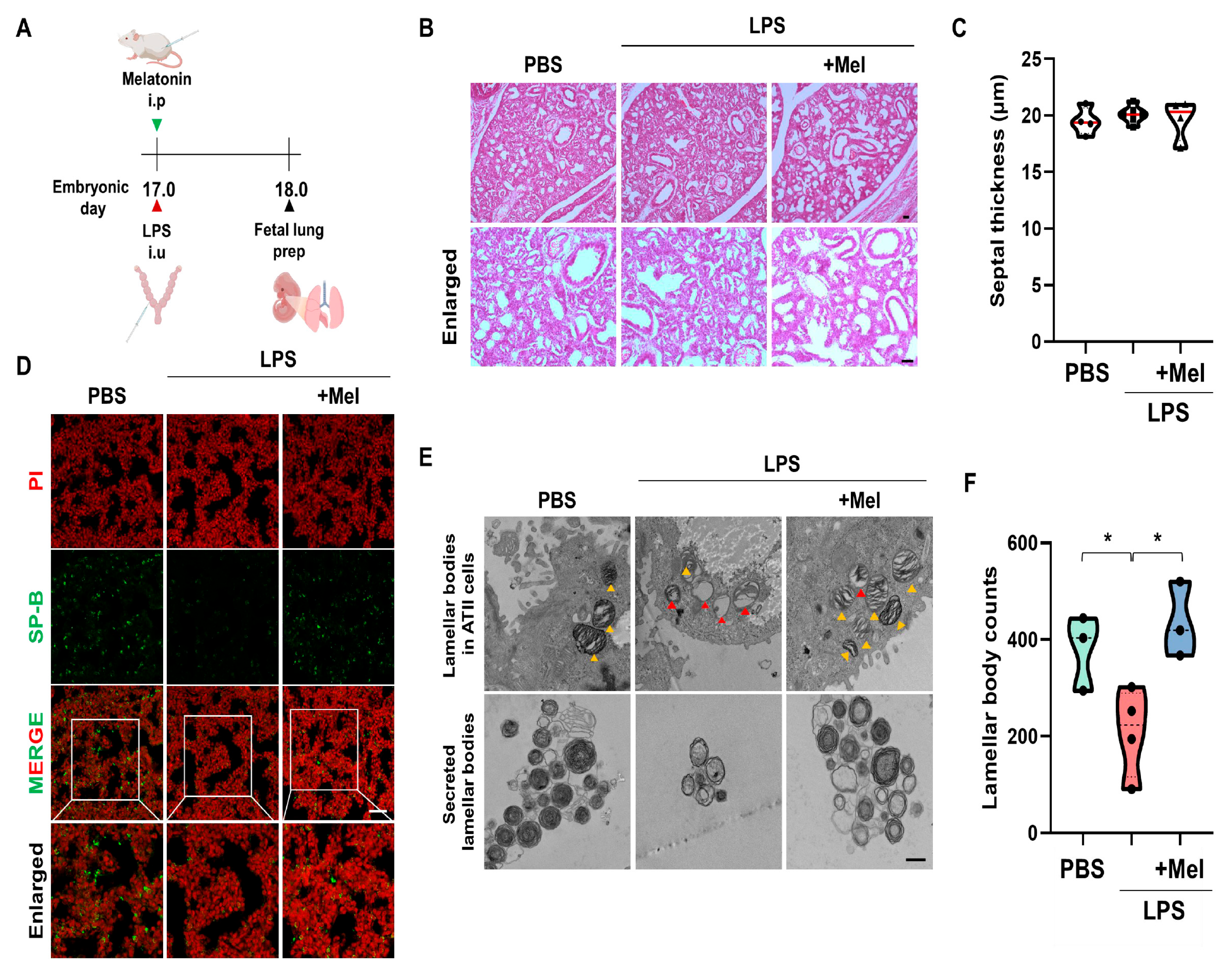 Antioxidants 14 01094 g003 Antioxidants 14 01094 g003