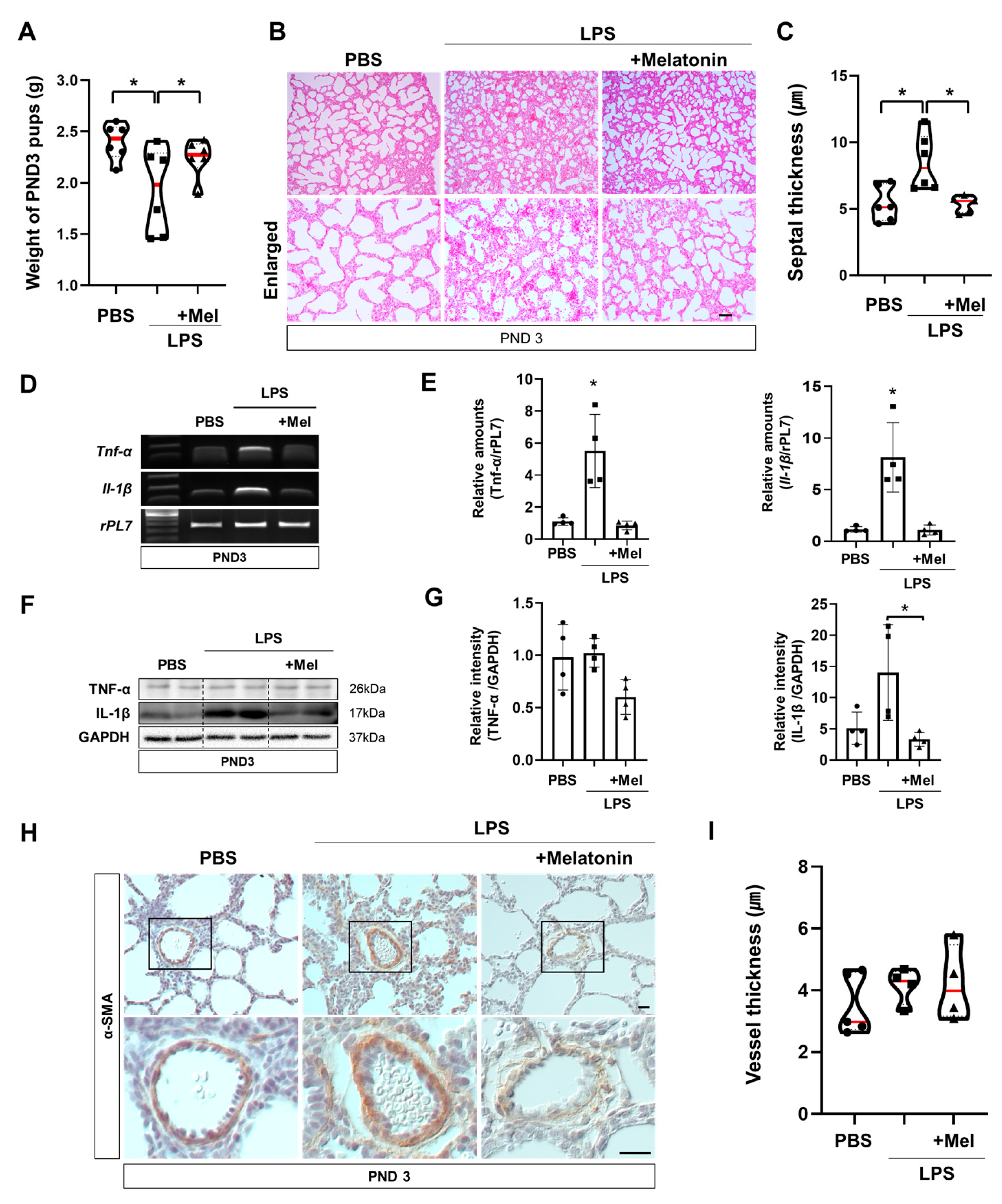 Antioxidants 14 01094 g004 Antioxidants 14 01094 g004