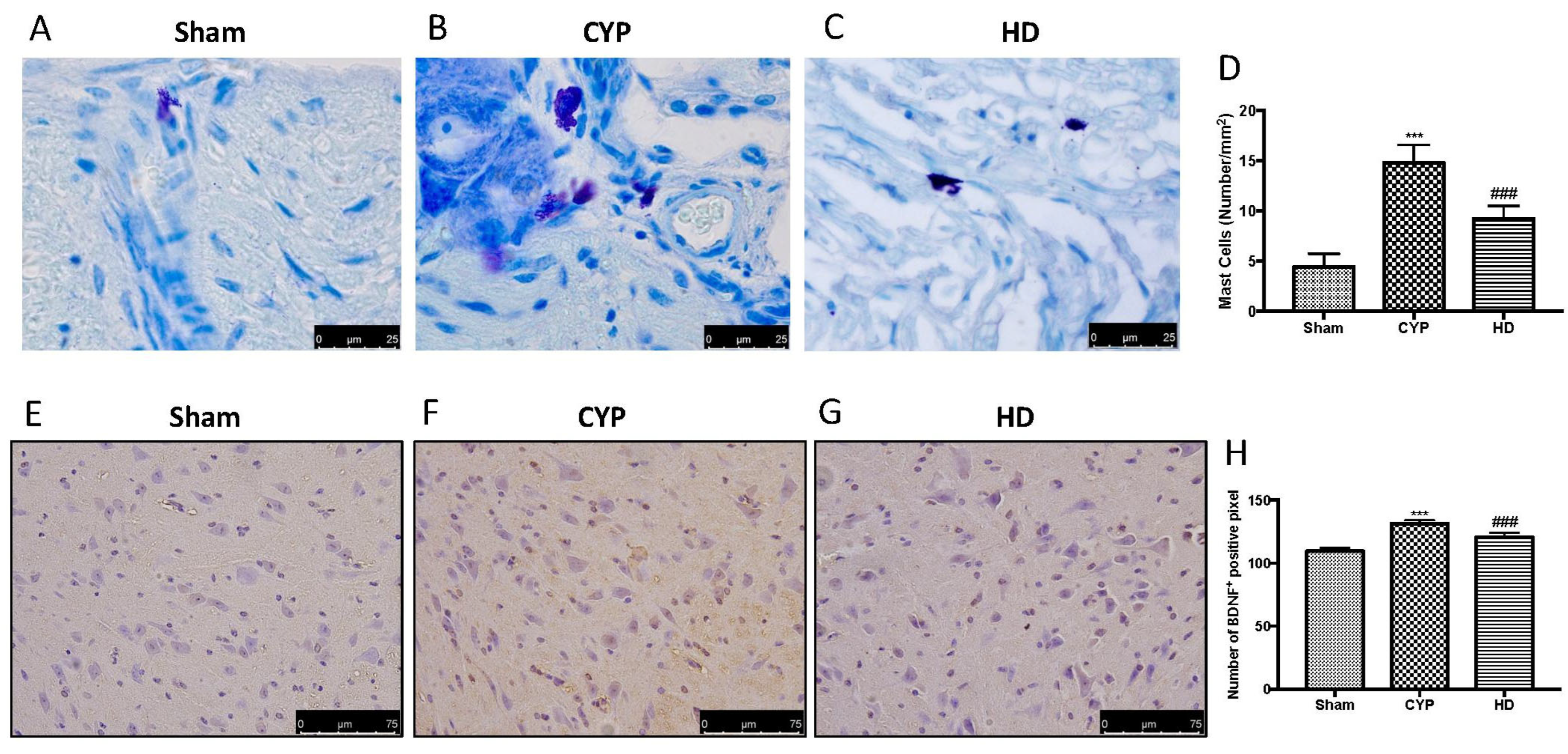 Antioxidants 14 01106 g006 Antioxidants 14 01106 g006