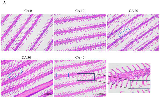 Physiological and Transcriptome Analyses Offer Insights into
