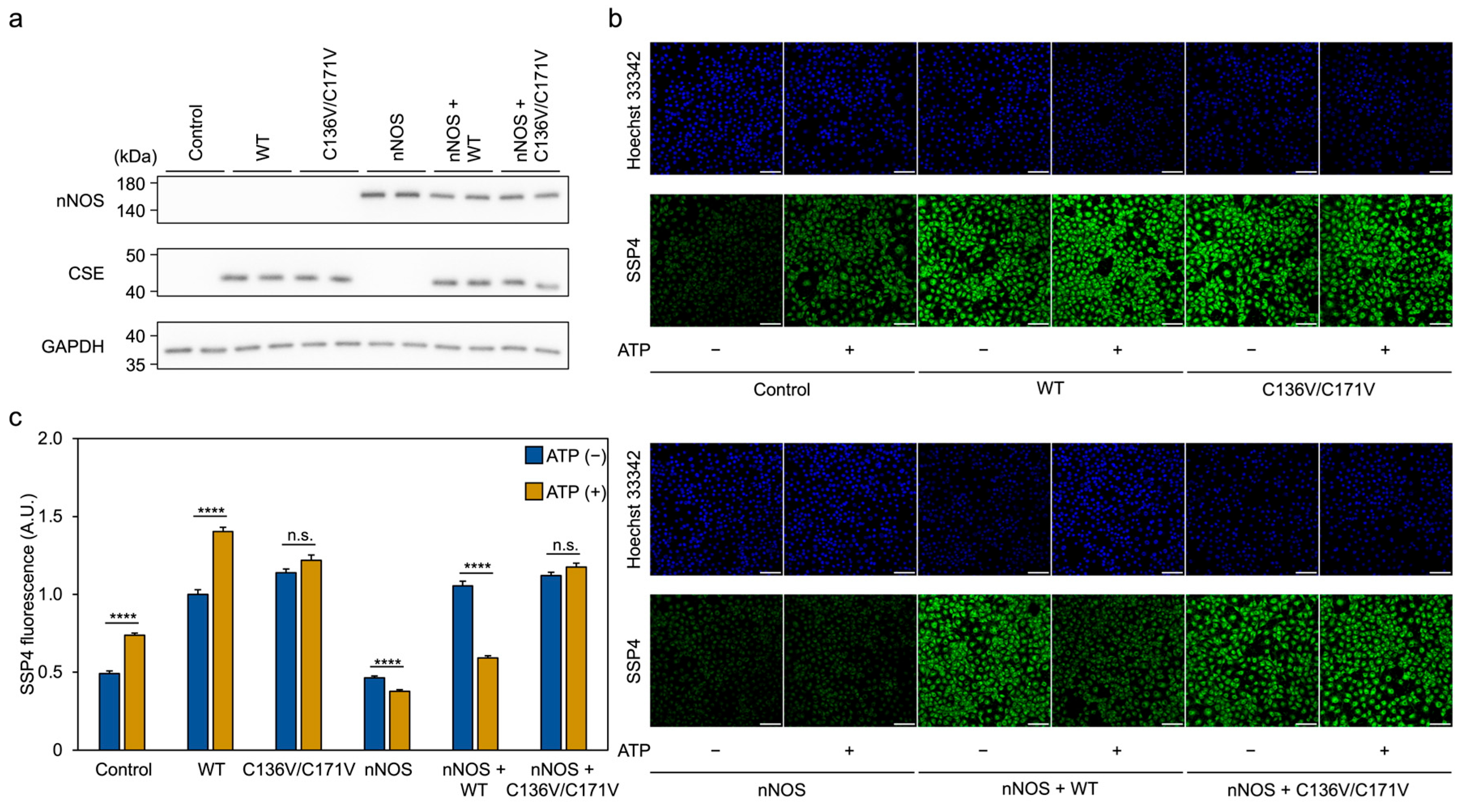 Antioxidants 14 01113 g008 Antioxidants 14 01113 g008