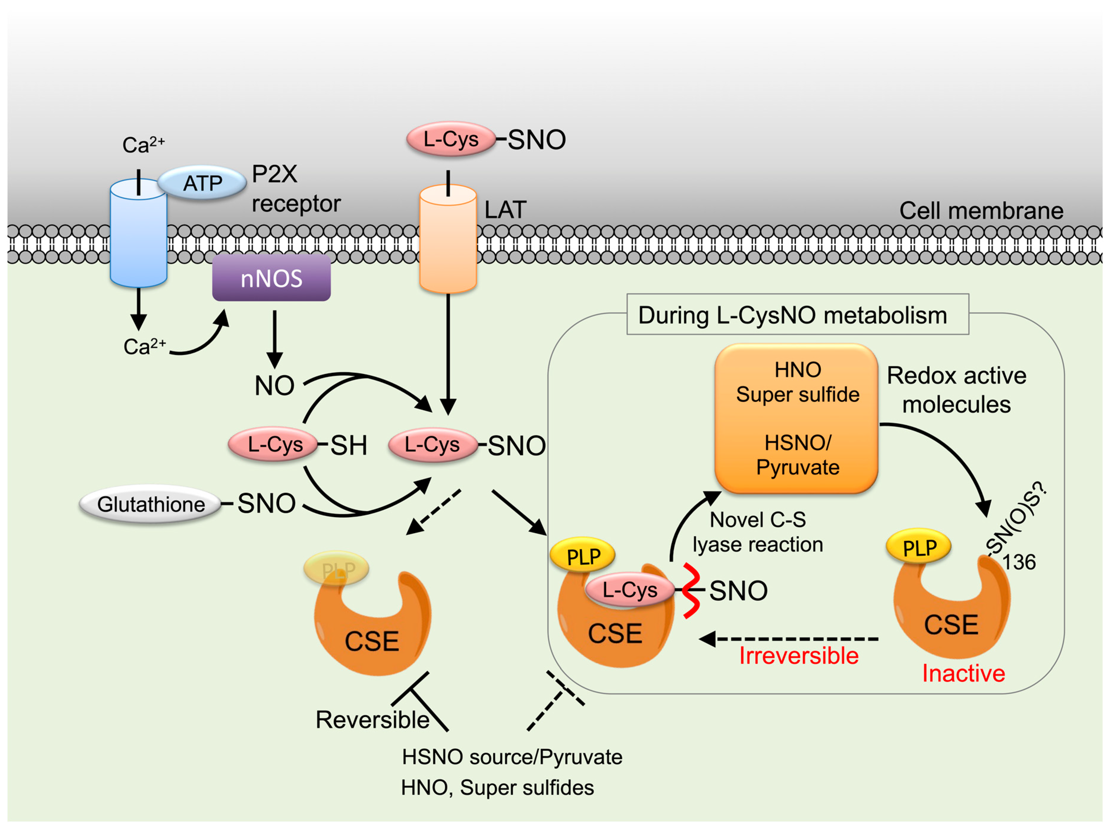 Antioxidants 14 01113 g009 Antioxidants 14 01113 g009