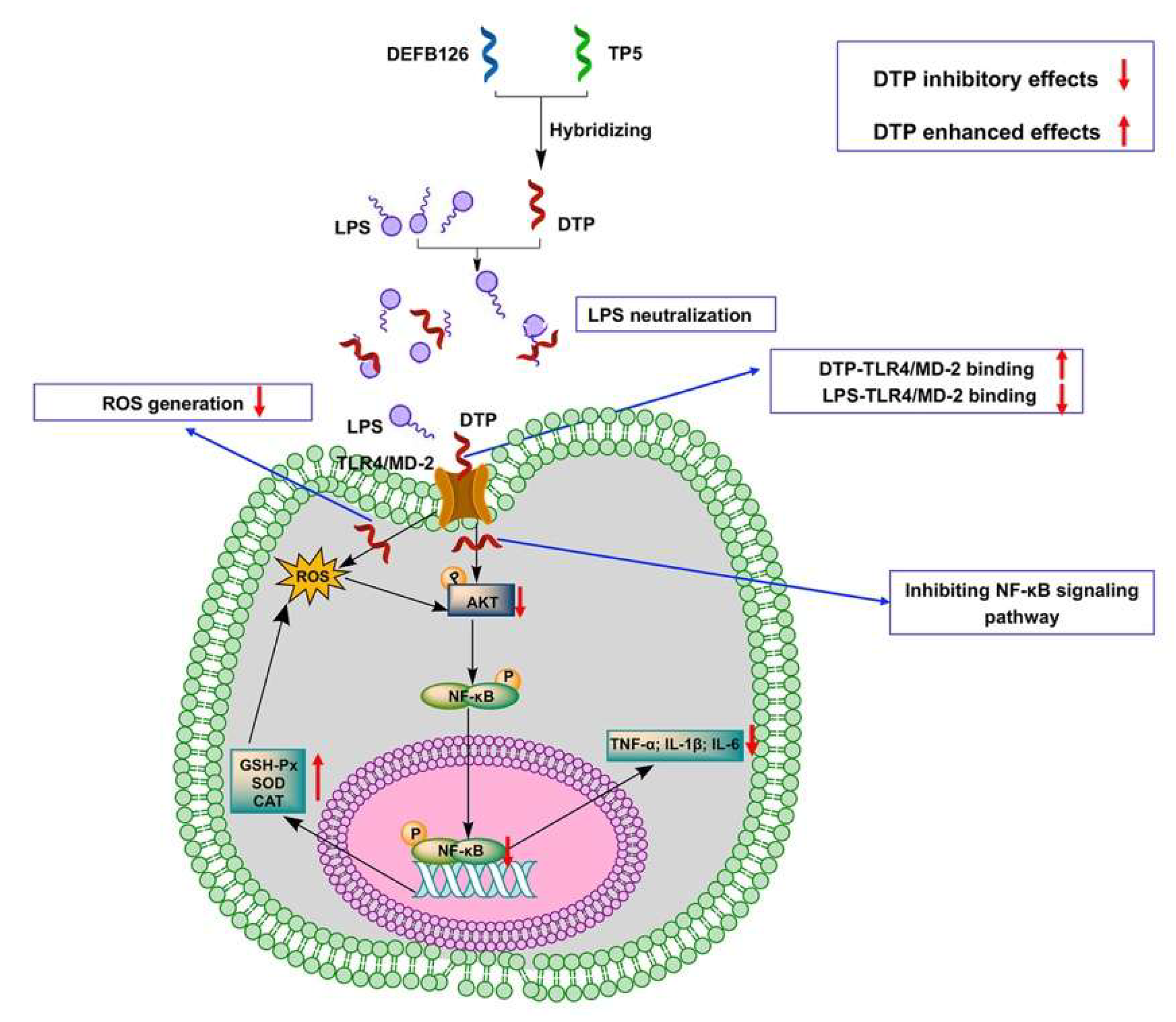 Antioxidants 14 01117 g009 Antioxidants 14 01117 g009