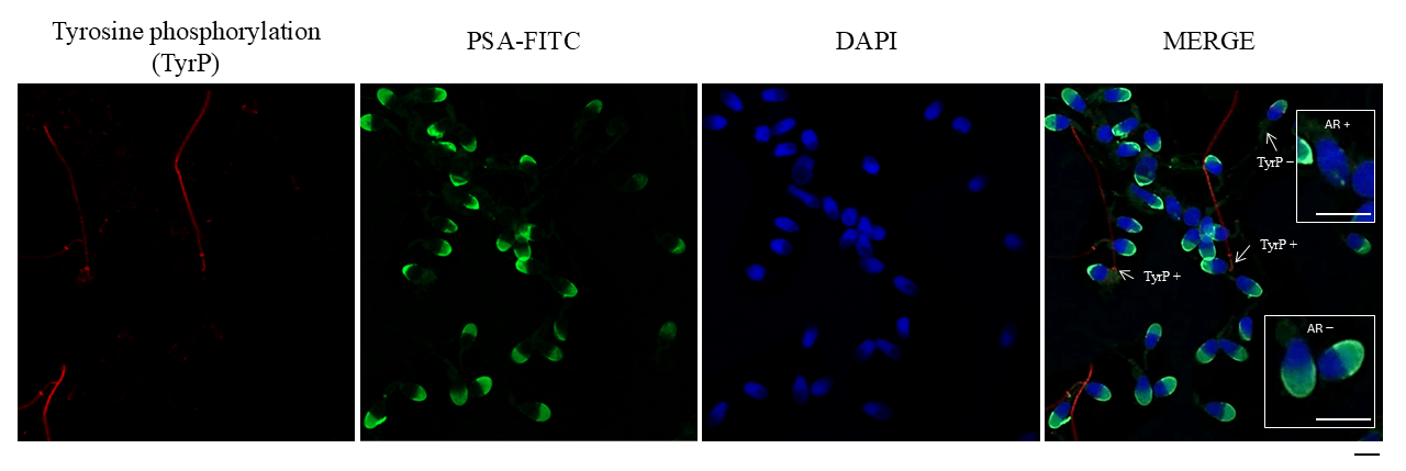 Antioxidants 14 01118 g001 Antioxidants 14 01118 g001