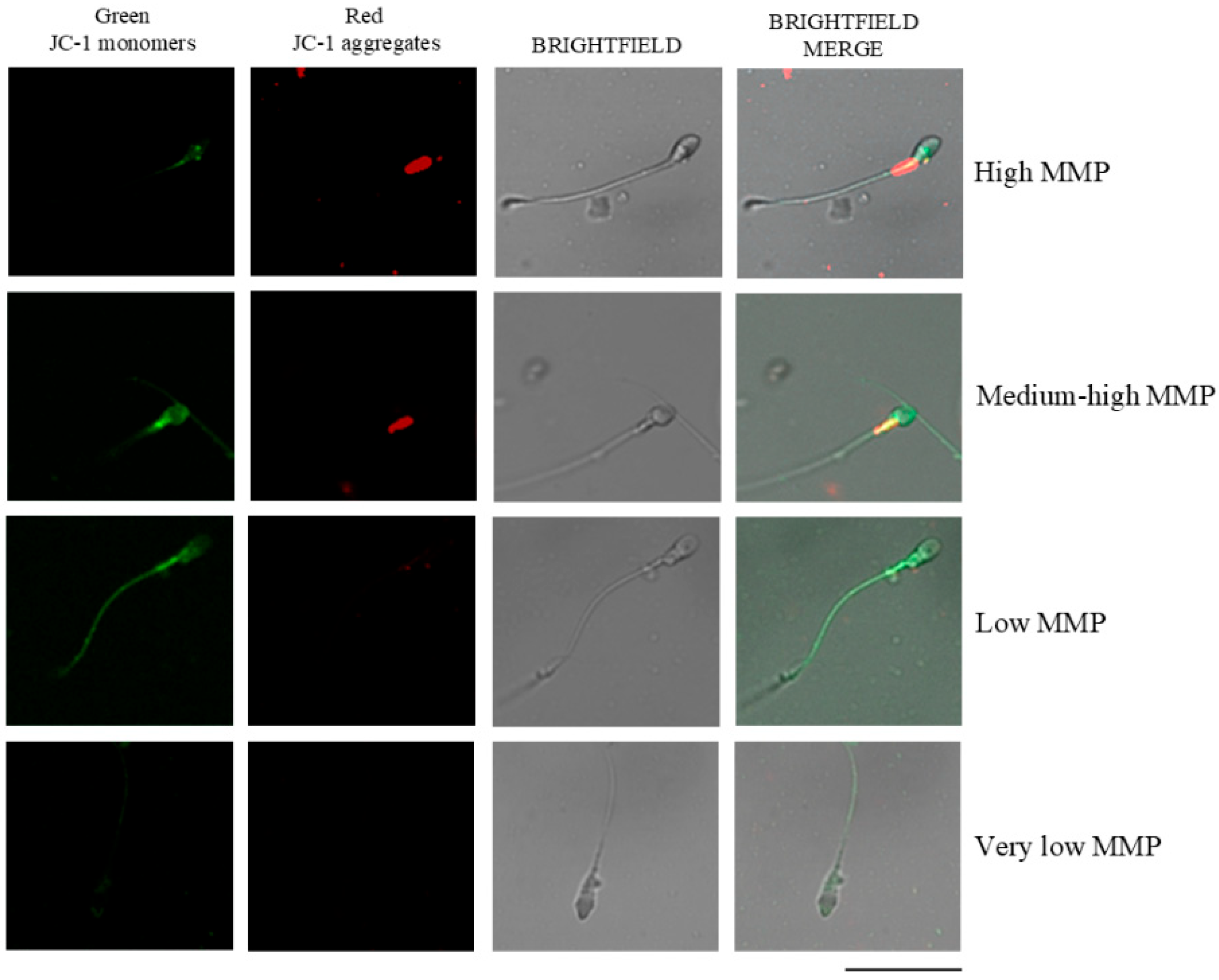 Antioxidants 14 01118 g002 Antioxidants 14 01118 g002