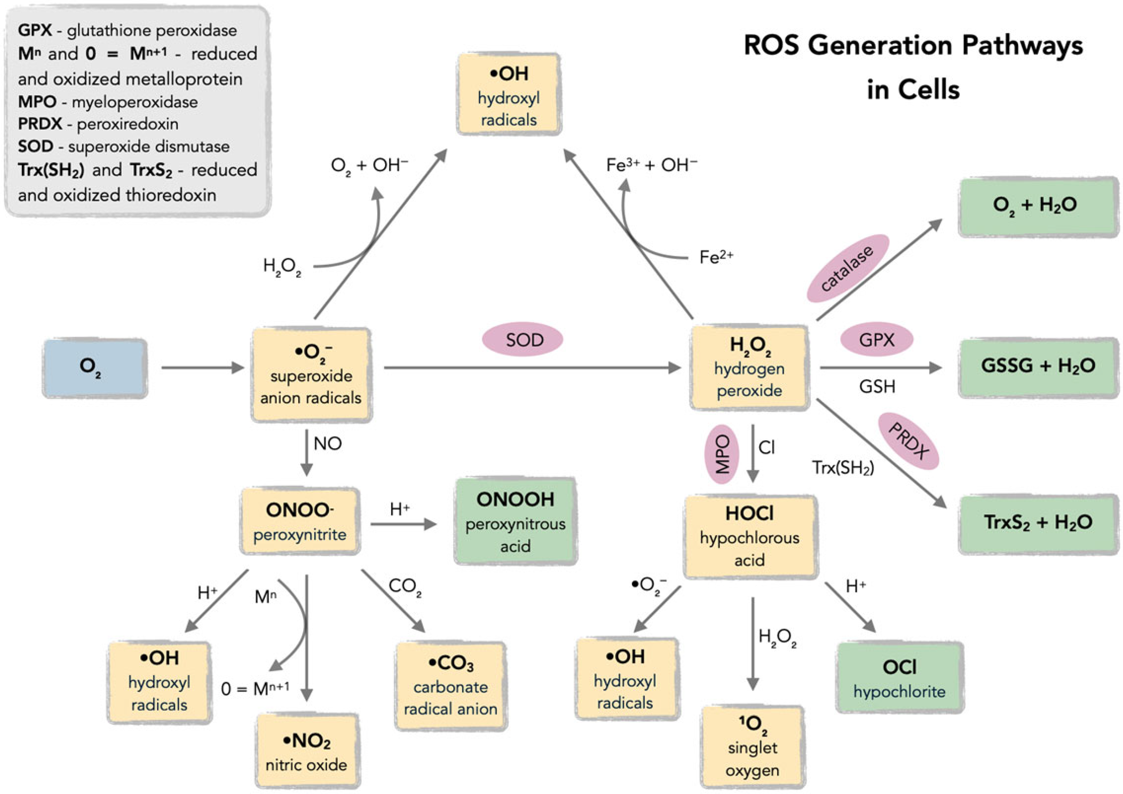 Antioxidants 14 01121 g001 Antioxidants 14 01121 g001
