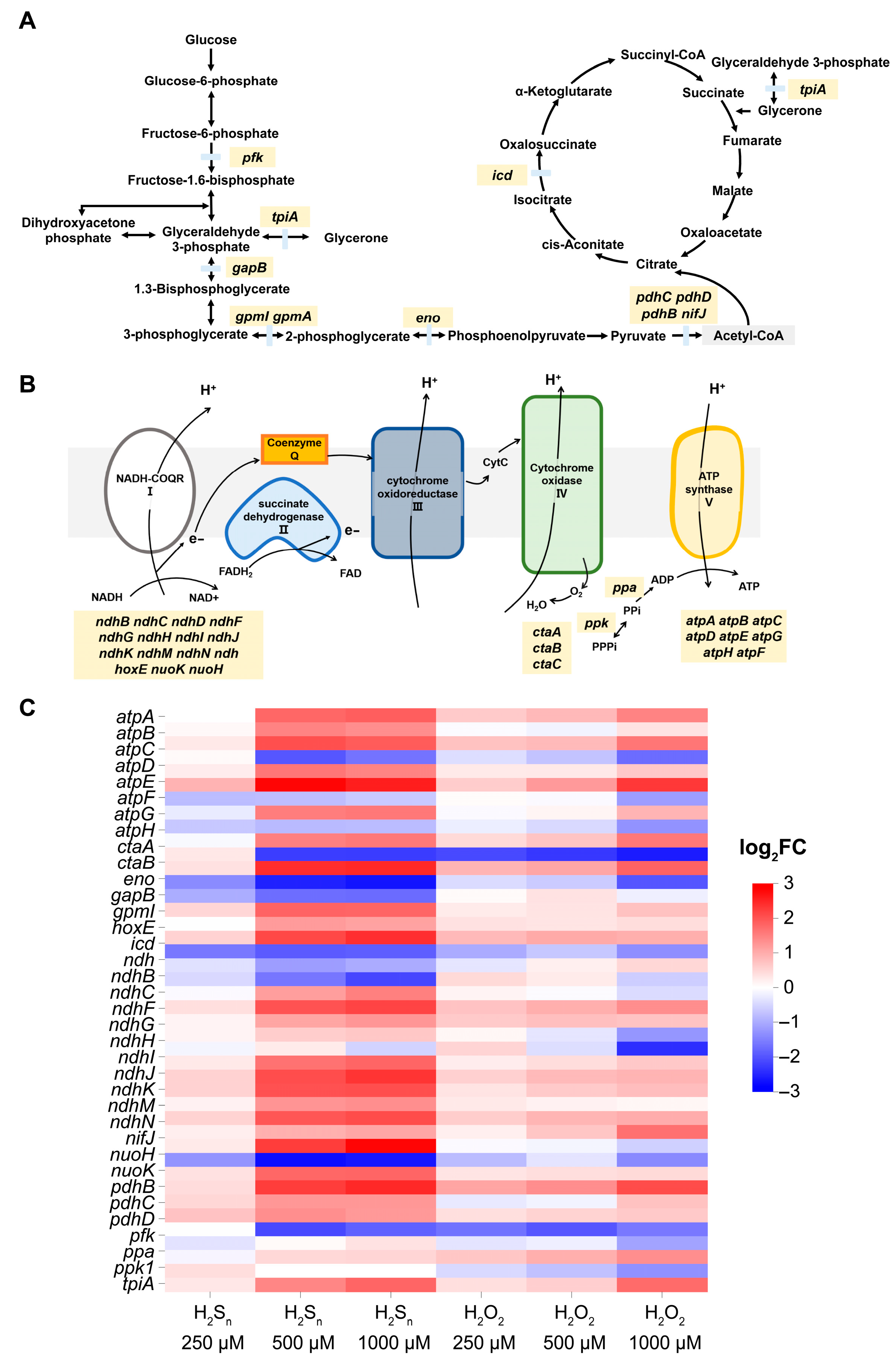Antioxidants 14 01122 g004 Antioxidants 14 01122 g004