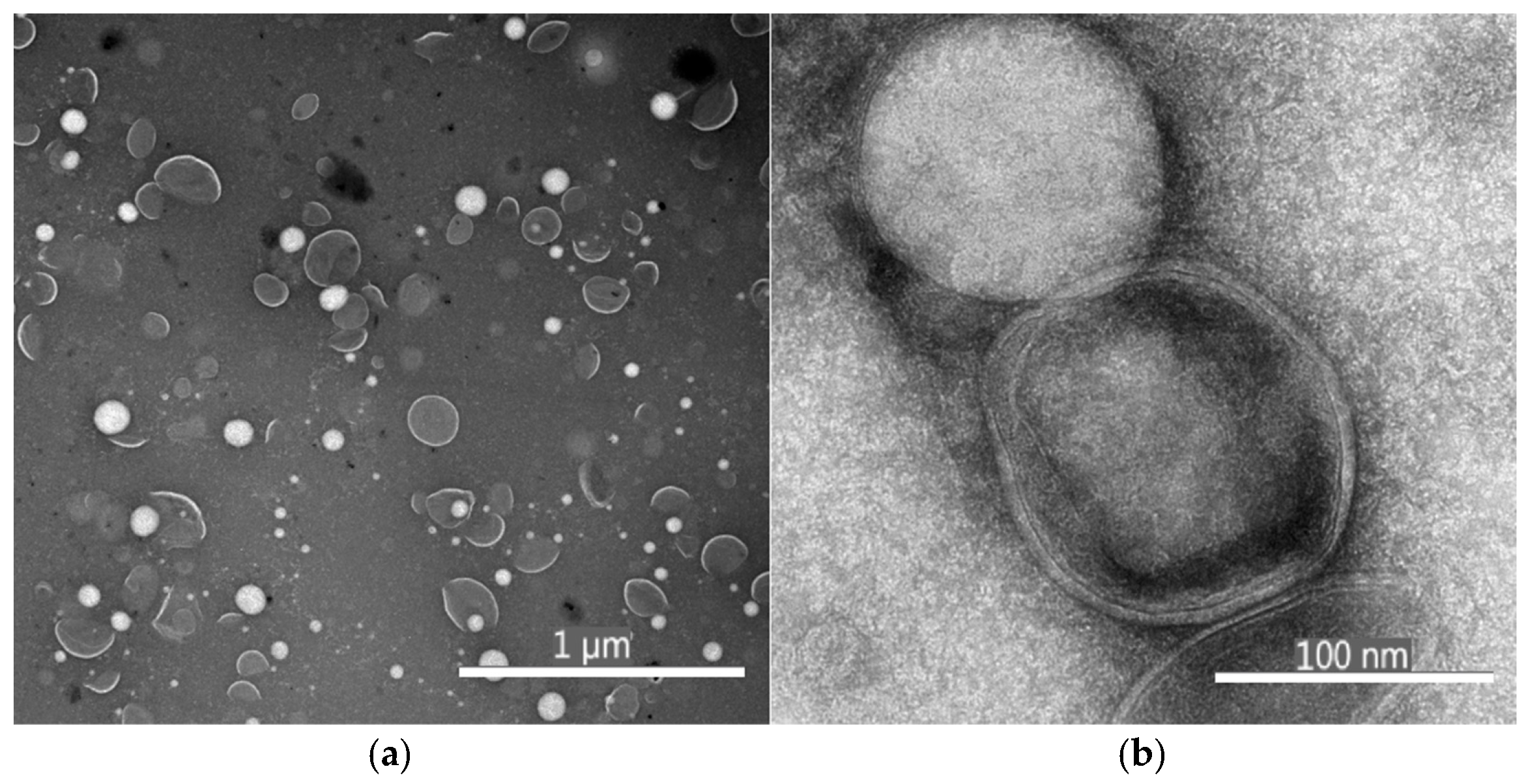 Antioxidants 14 01123 g001 Antioxidants 14 01123 g001