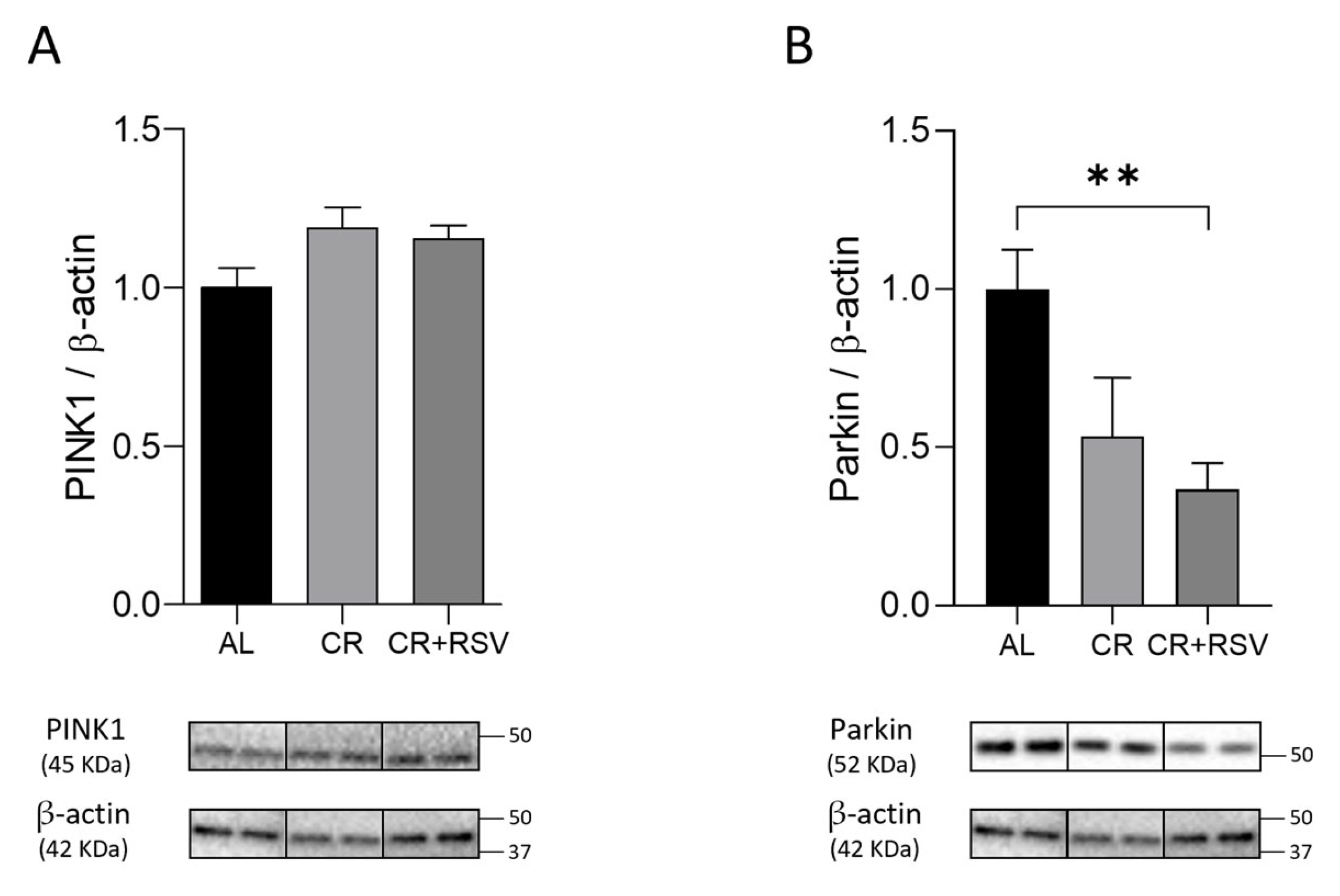 Antioxidants 14 01125 g005 Antioxidants 14 01125 g005