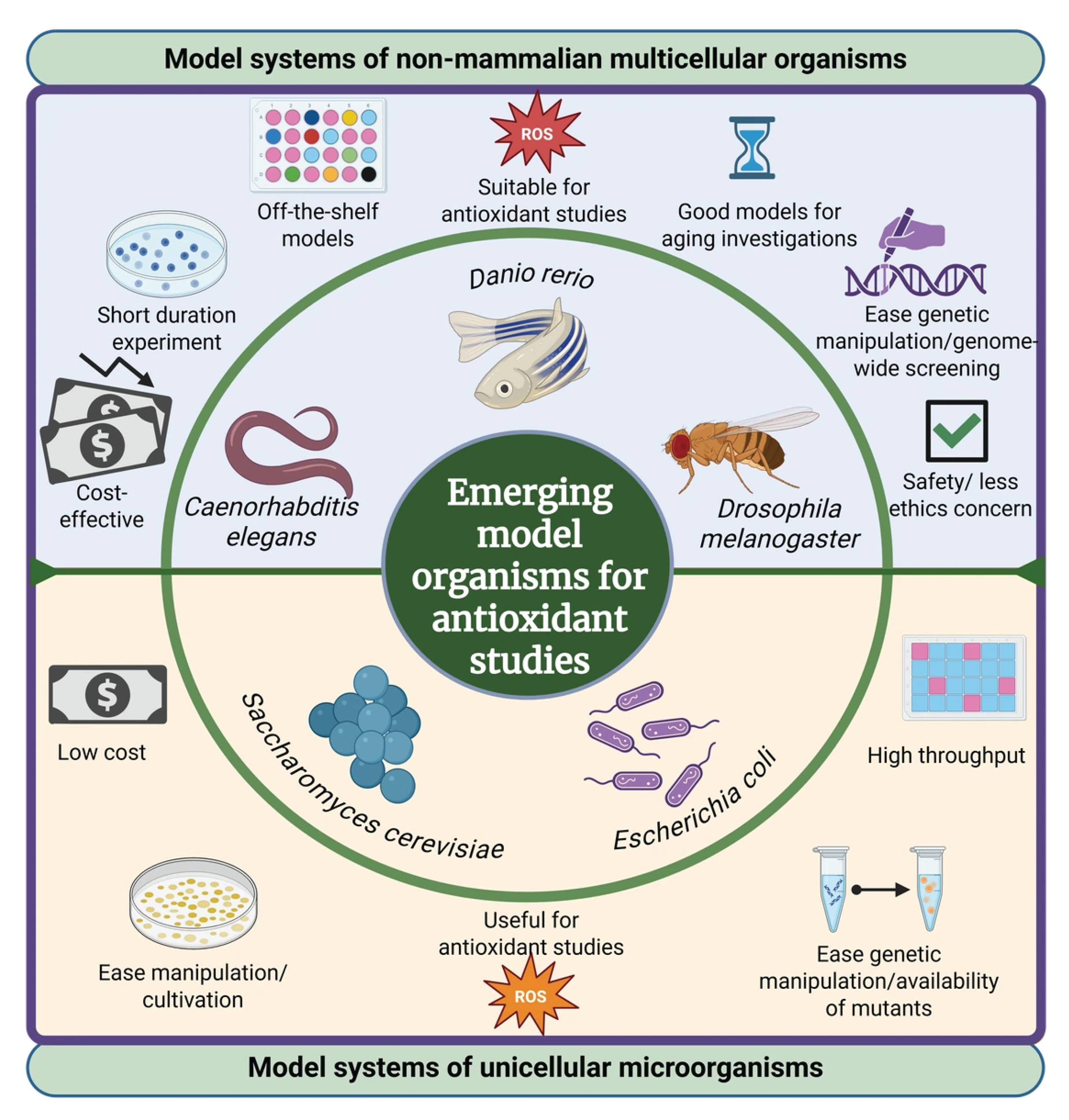 Antioxidants 14 01127 g002