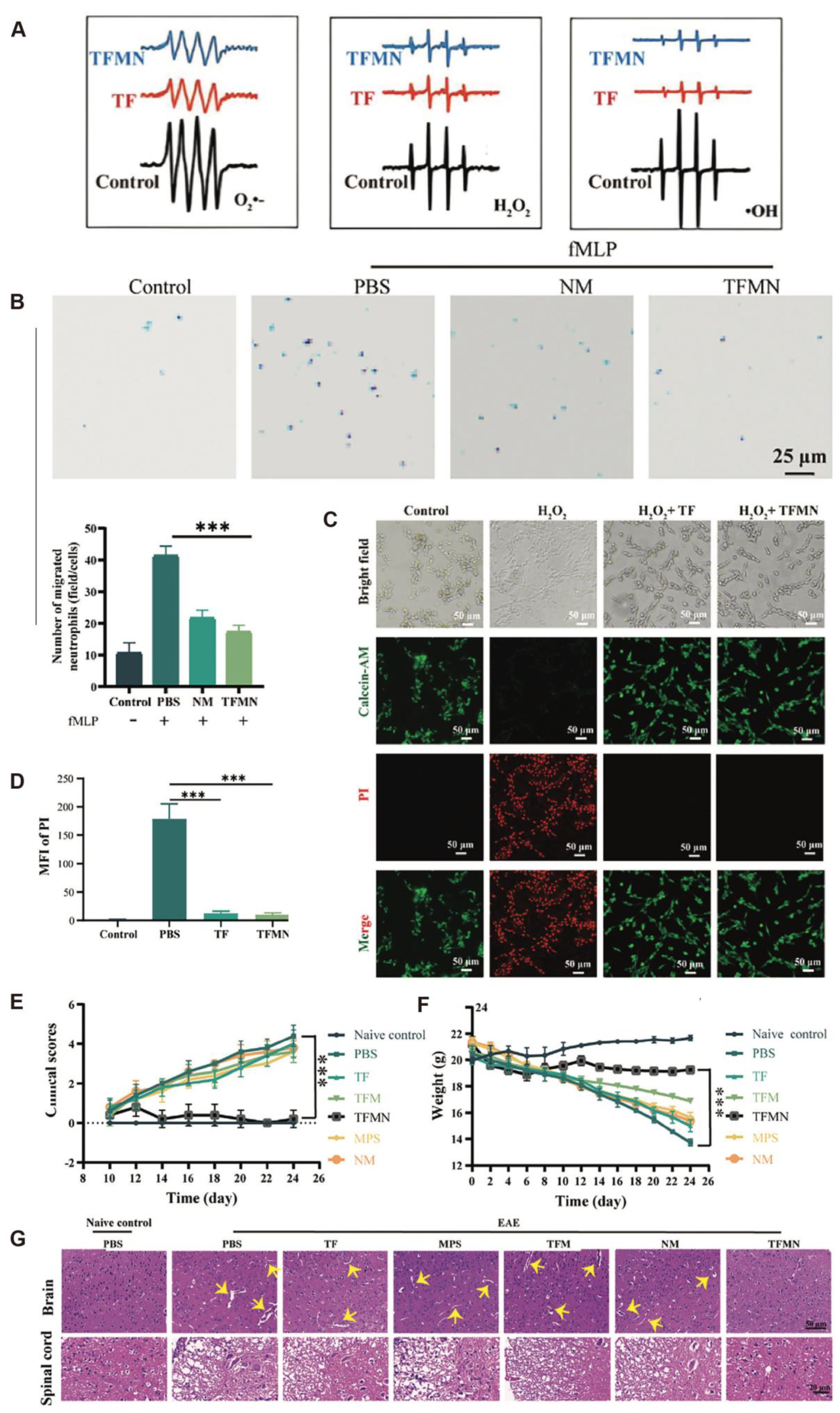 Antioxidants 14 01128 g002 Antioxidants 14 01128 g002