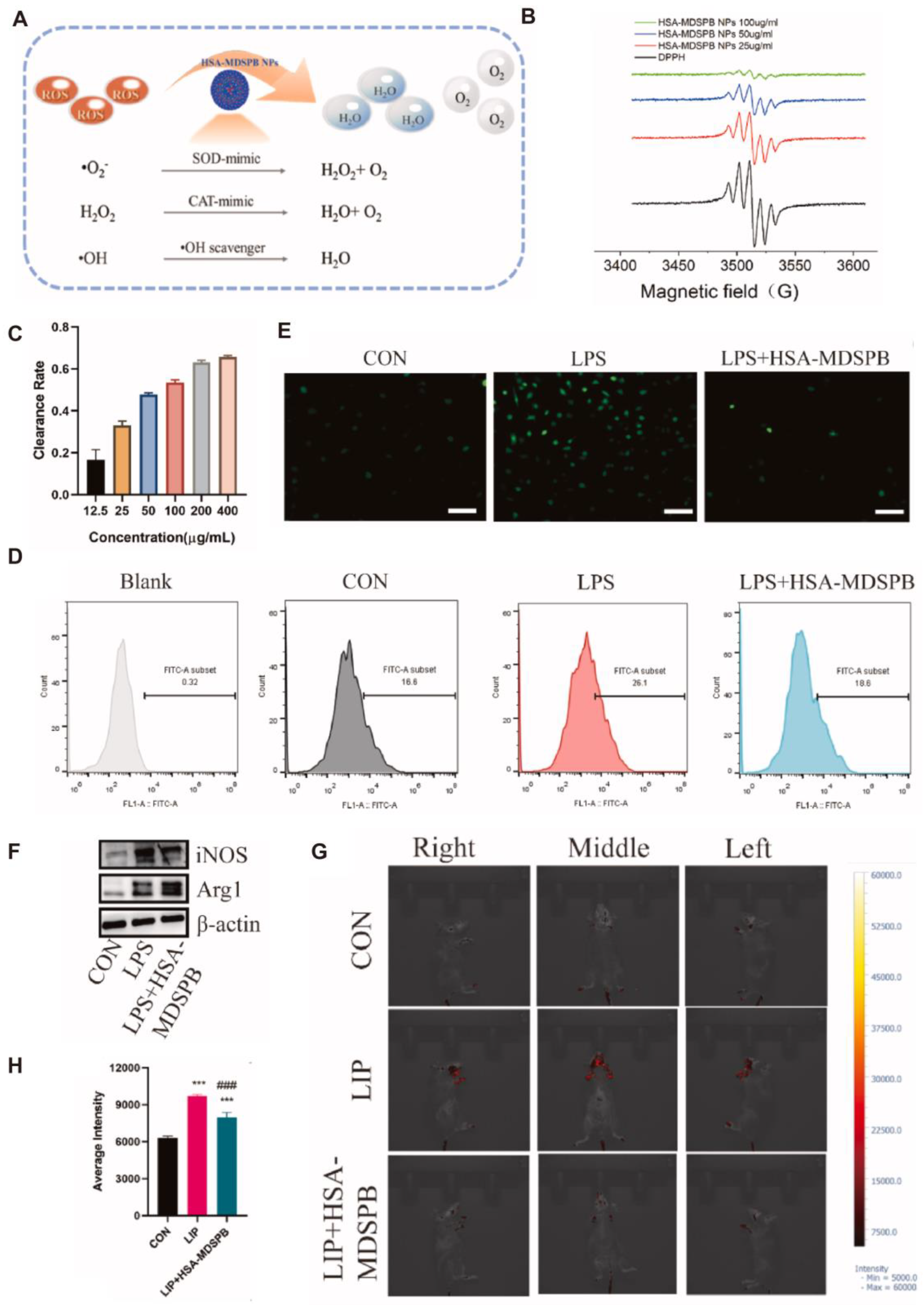 Antioxidants 14 01128 g005 Antioxidants 14 01128 g005