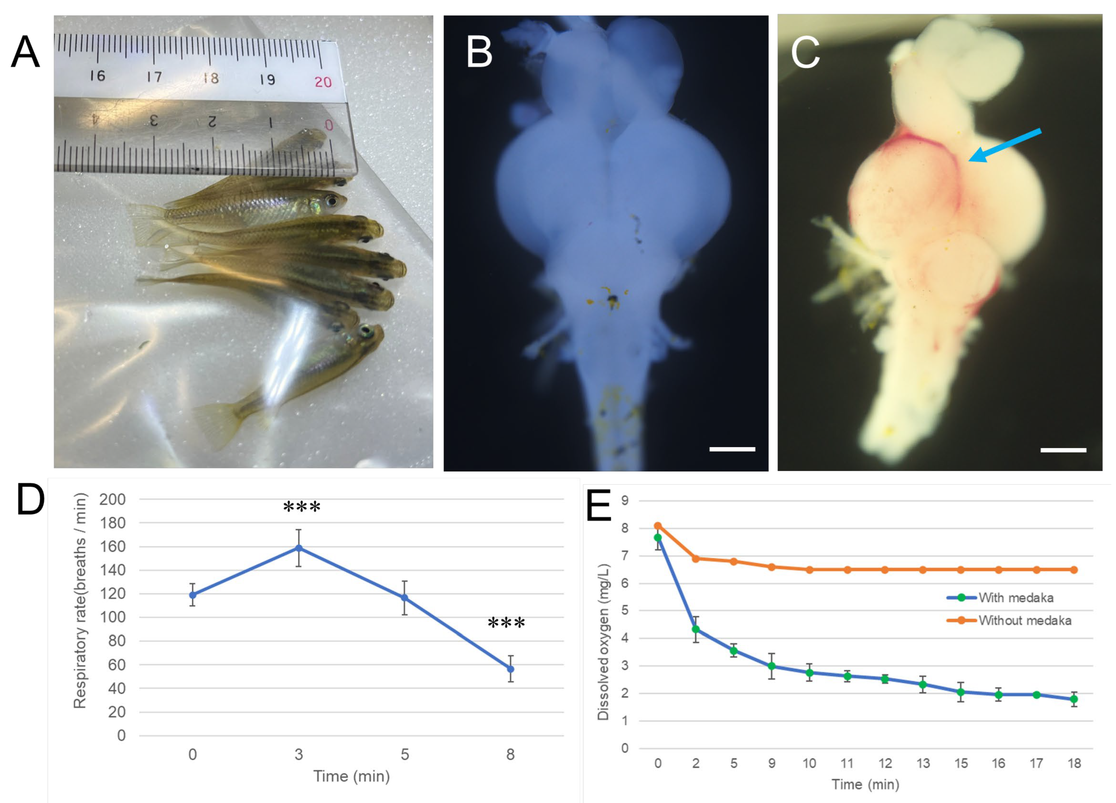 Antioxidants 14 01130 g001 Antioxidants 14 01130 g001