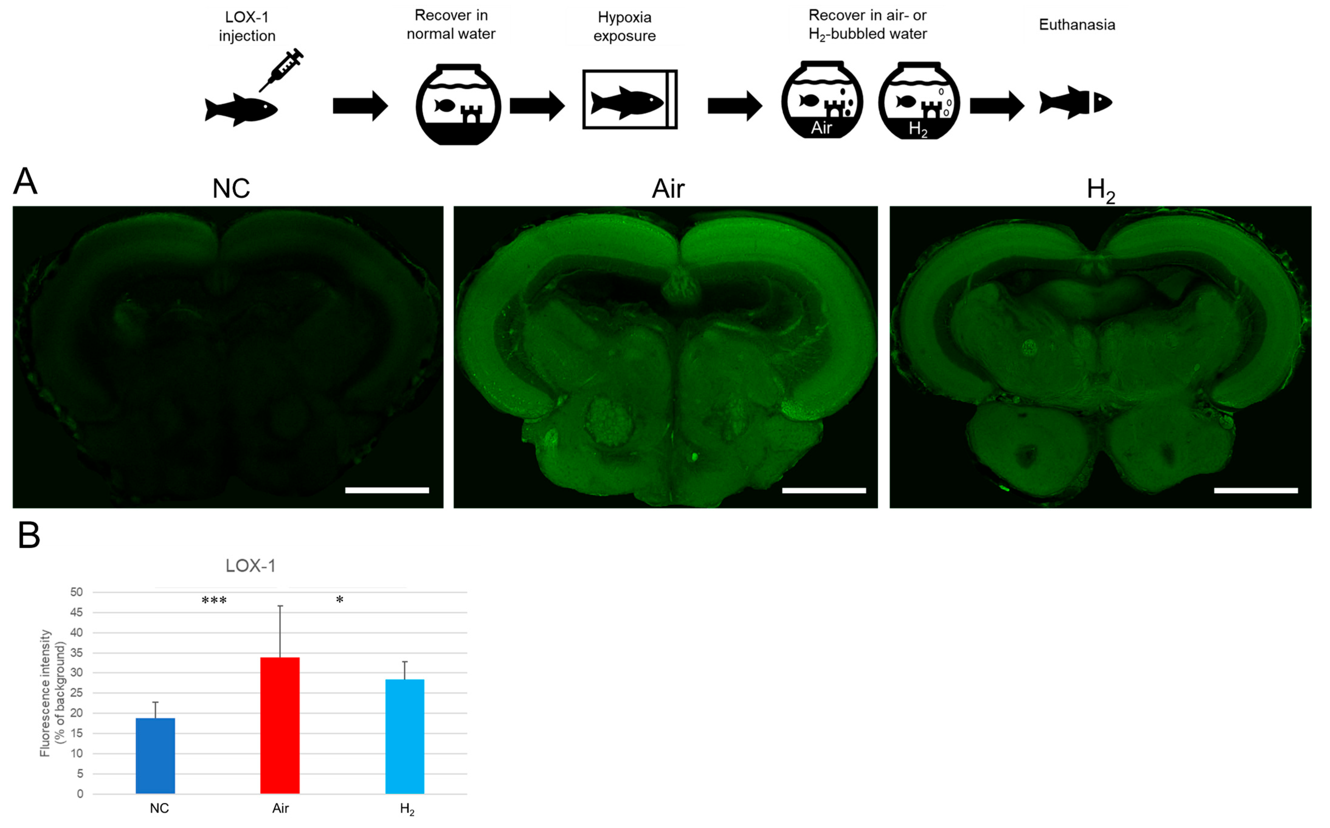 Antioxidants 14 01130 g002 Antioxidants 14 01130 g002