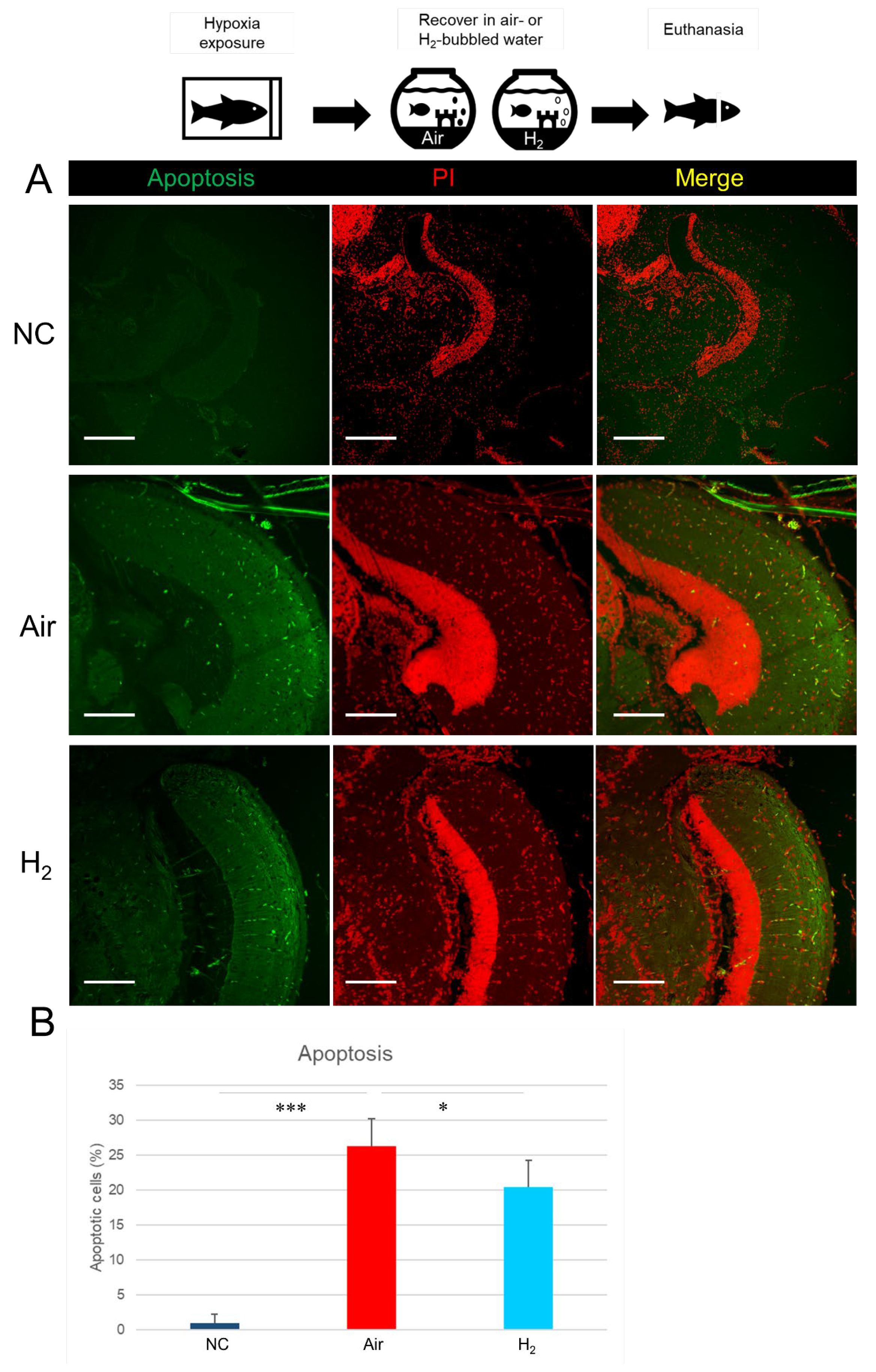 Antioxidants 14 01130 g004 Antioxidants 14 01130 g004