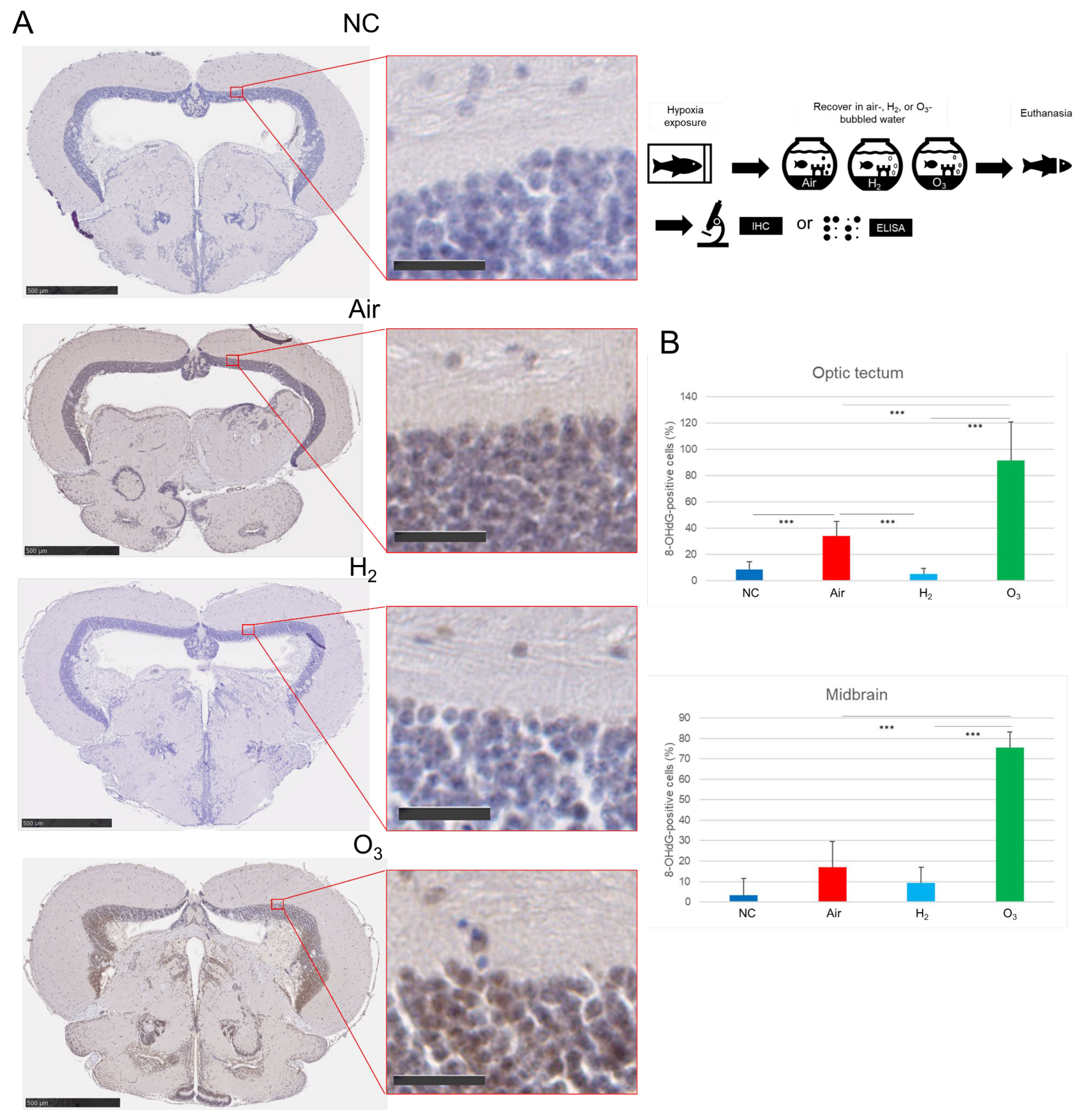 Antioxidants 14 01130 g005 Antioxidants 14 01130 g005