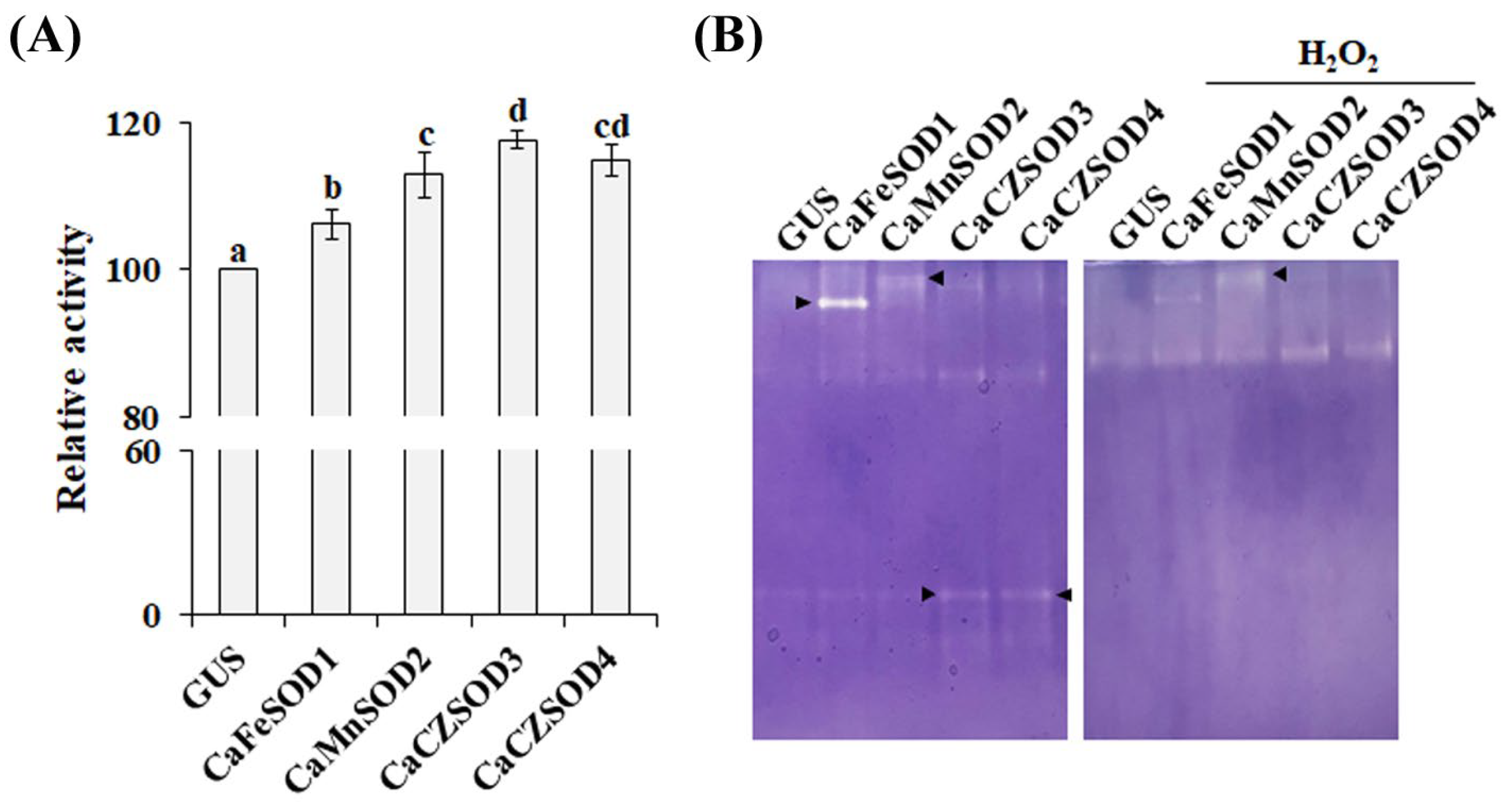 Antioxidants 14 01131 g004 Antioxidants 14 01131 g004