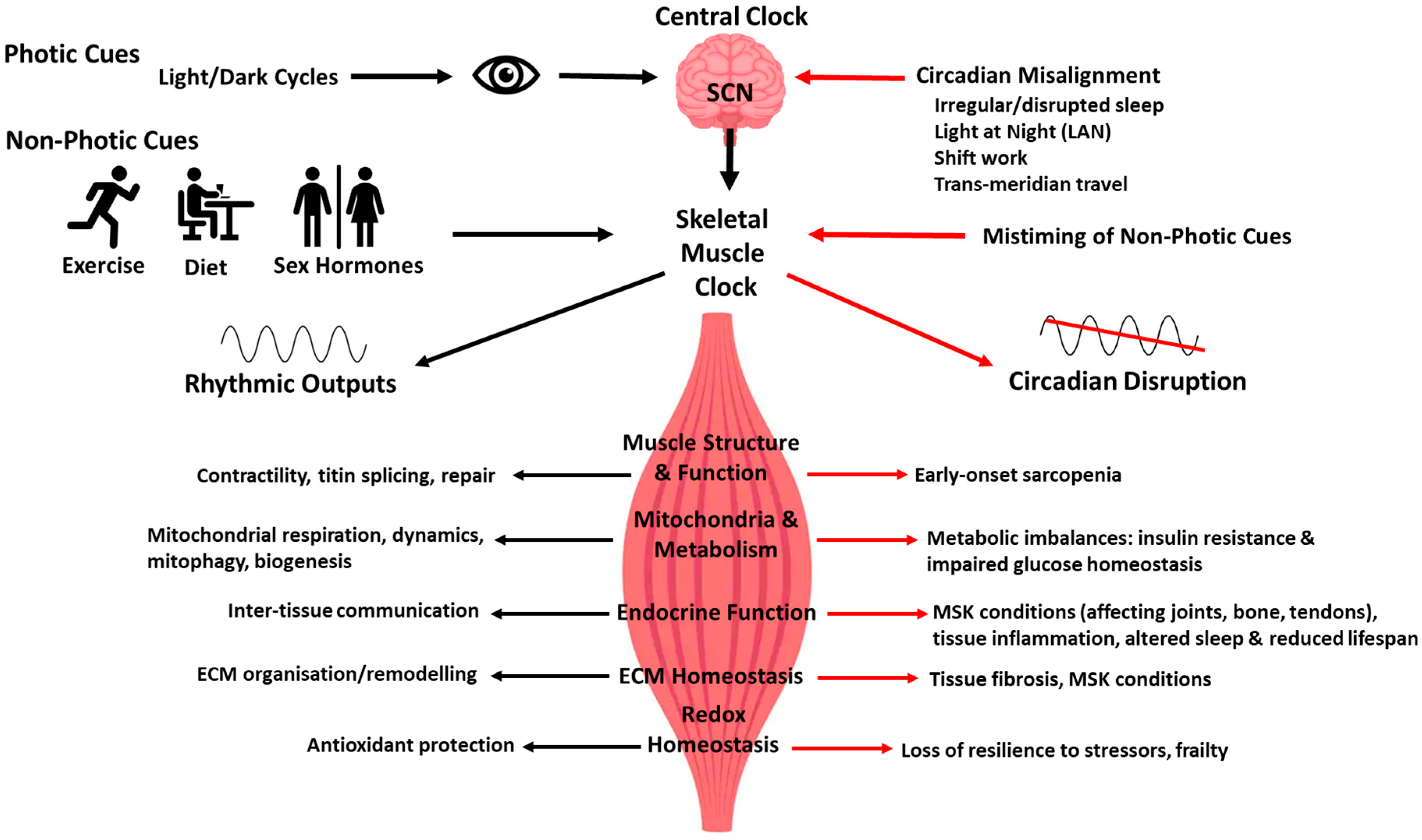 Antioxidants 14 01132 g003