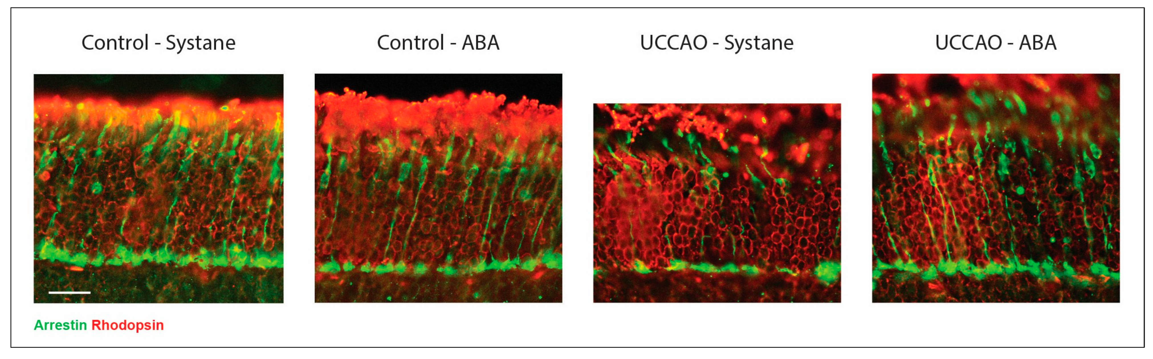 Antioxidants 14 01133 g003 Antioxidants 14 01133 g003
