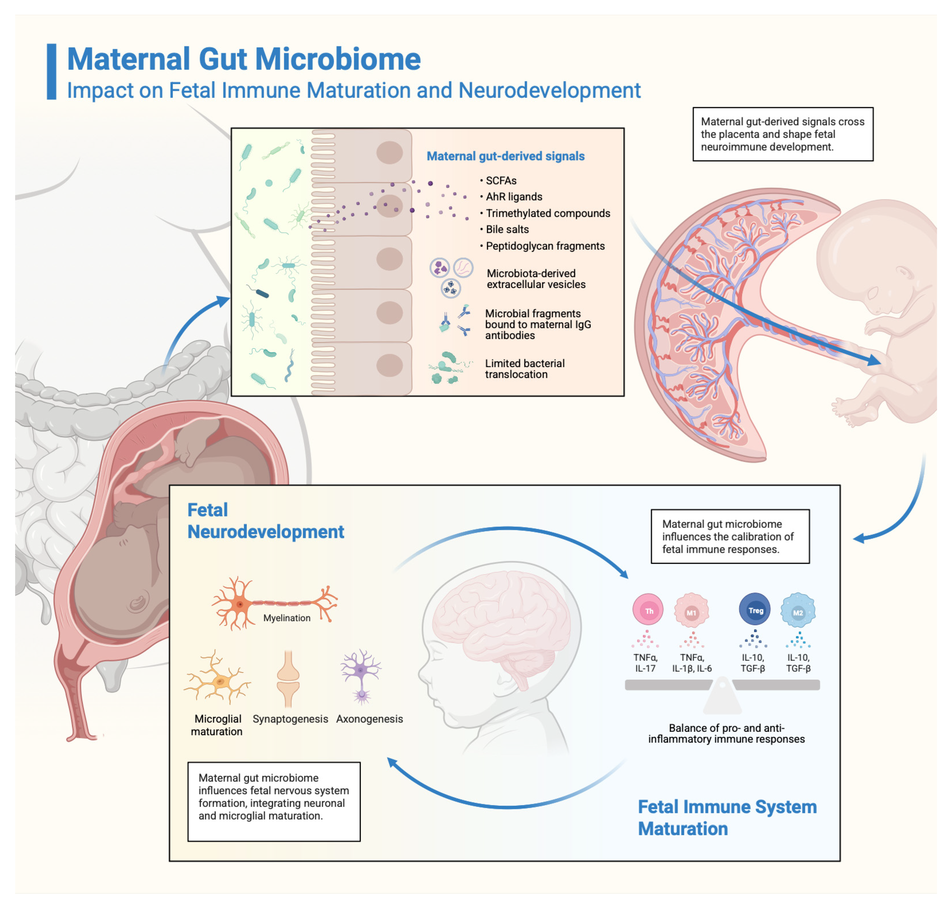 Antioxidants 14 01134 g002 Antioxidants 14 01134 g002