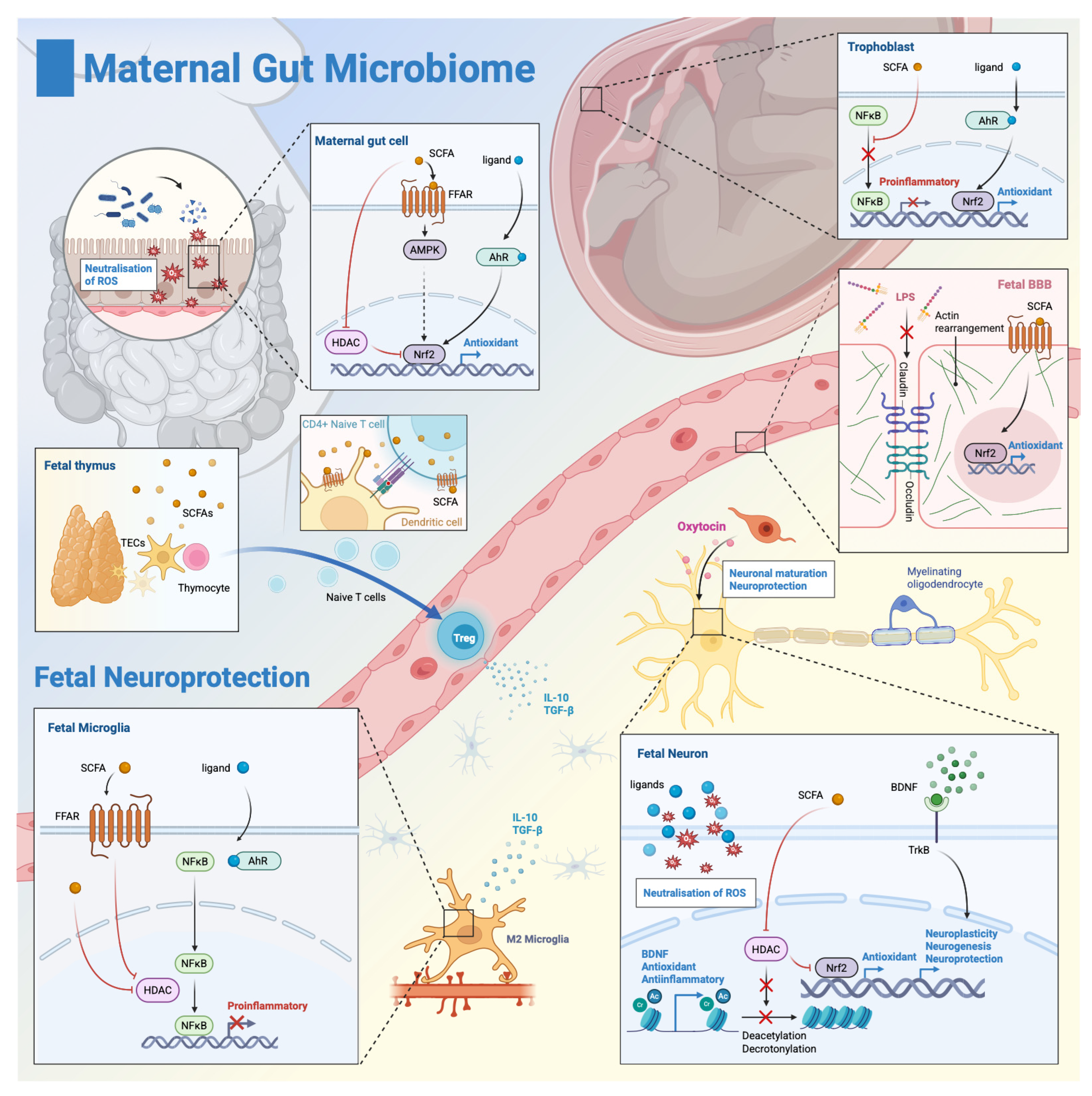Antioxidants 14 01134 g003 Antioxidants 14 01134 g003