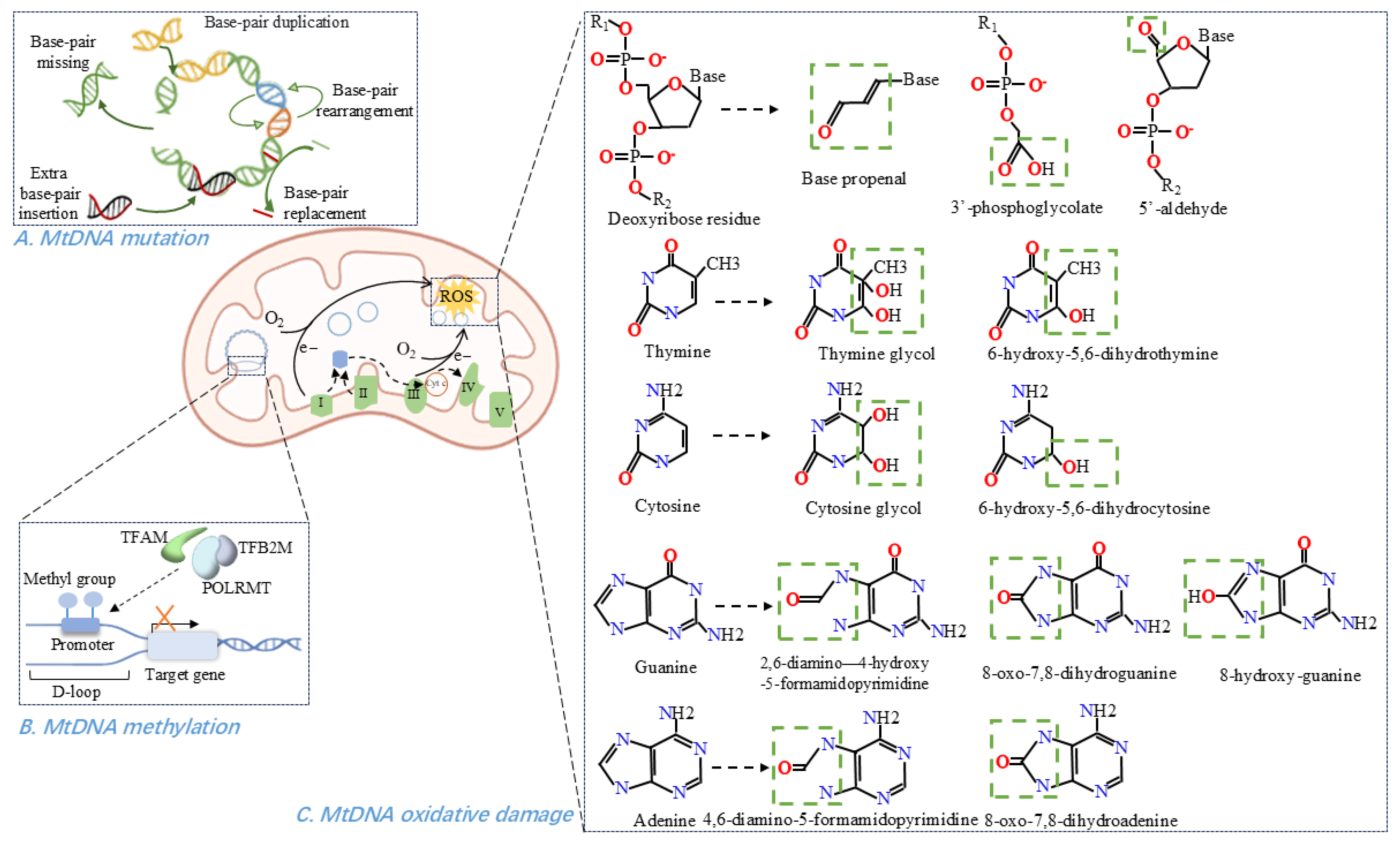 Antioxidants 14 01138 g002