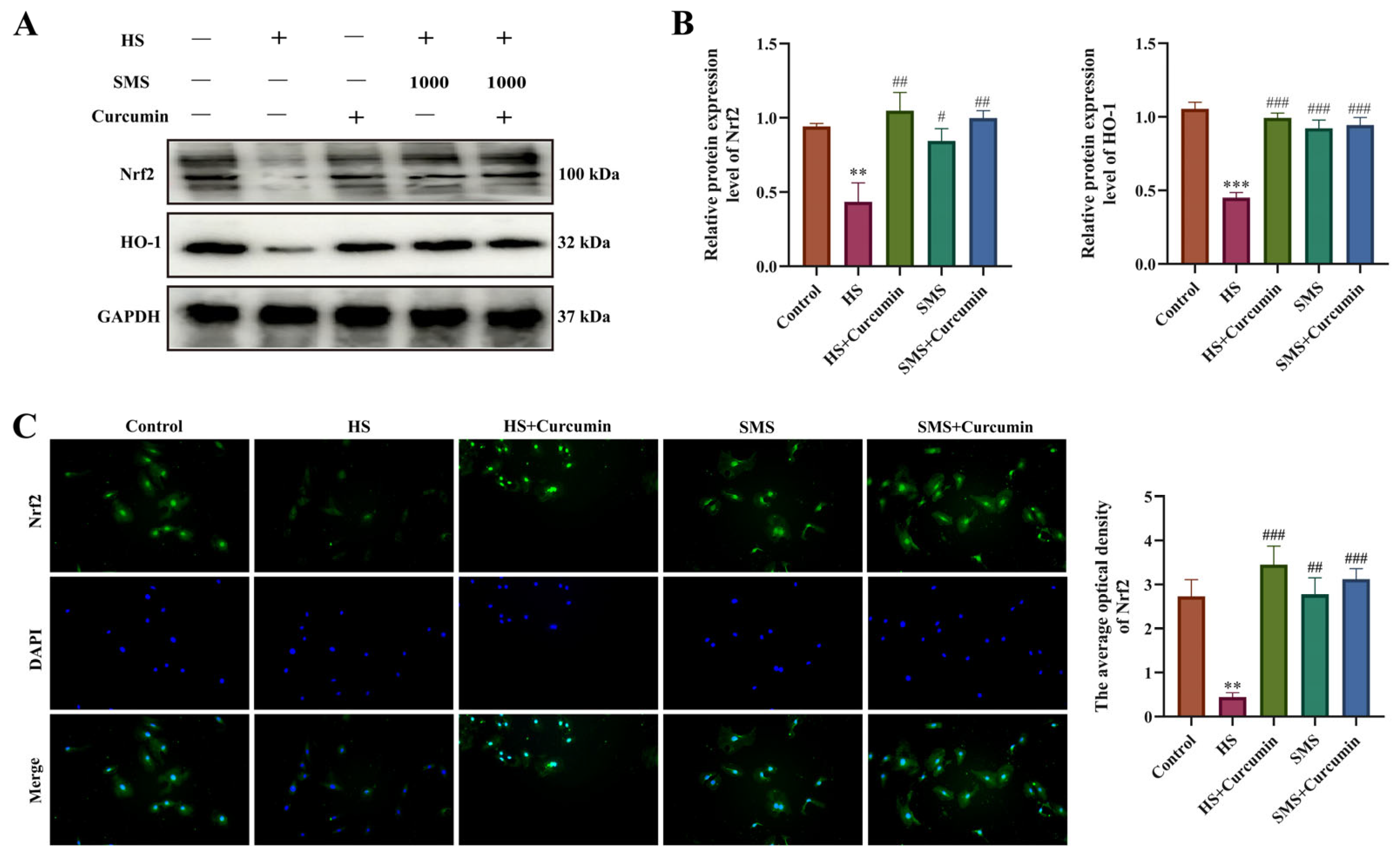 Antioxidants 14 01140 g004 Antioxidants 14 01140 g004