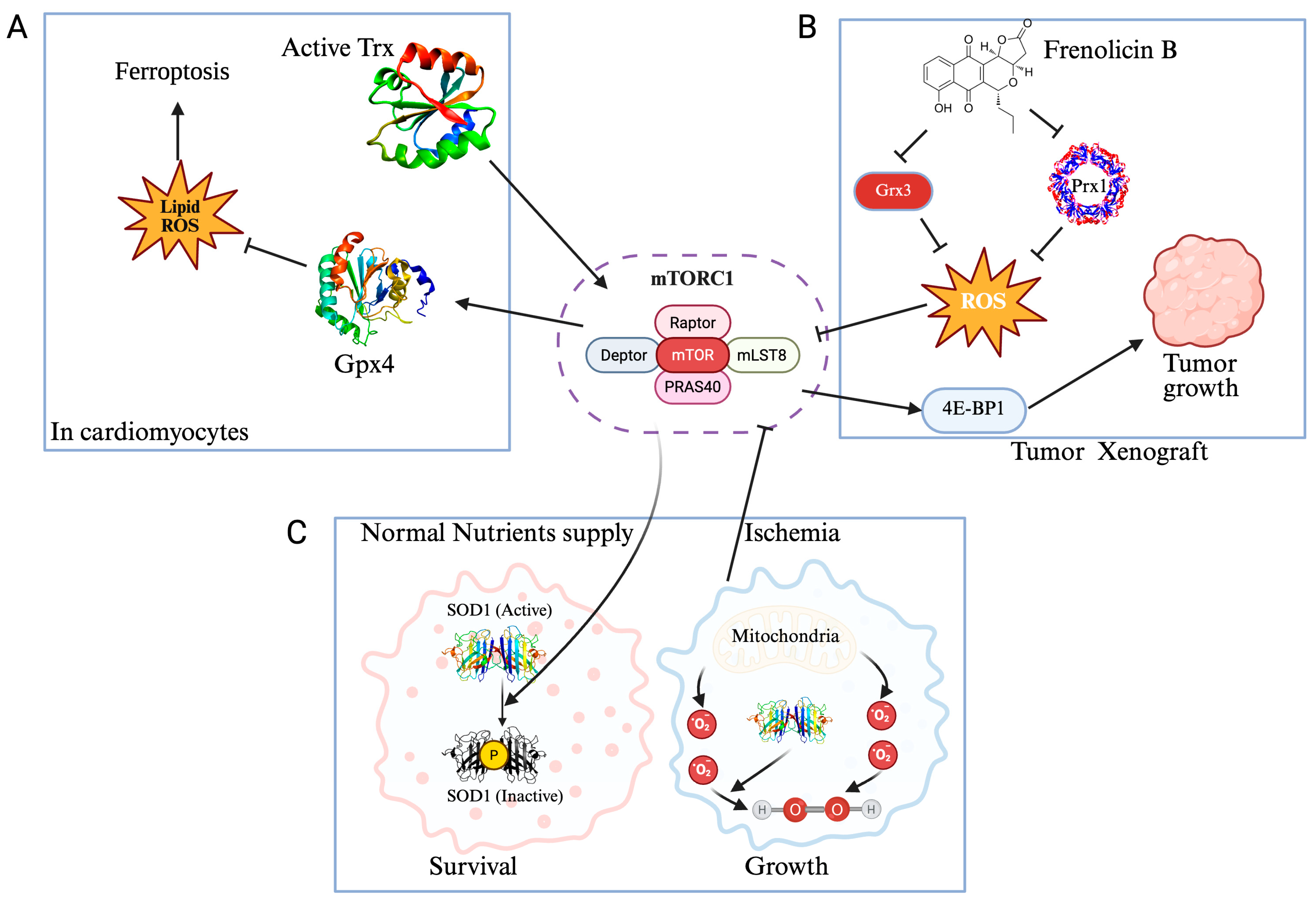 Antioxidants 14 01142 g003 Antioxidants 14 01142 g003