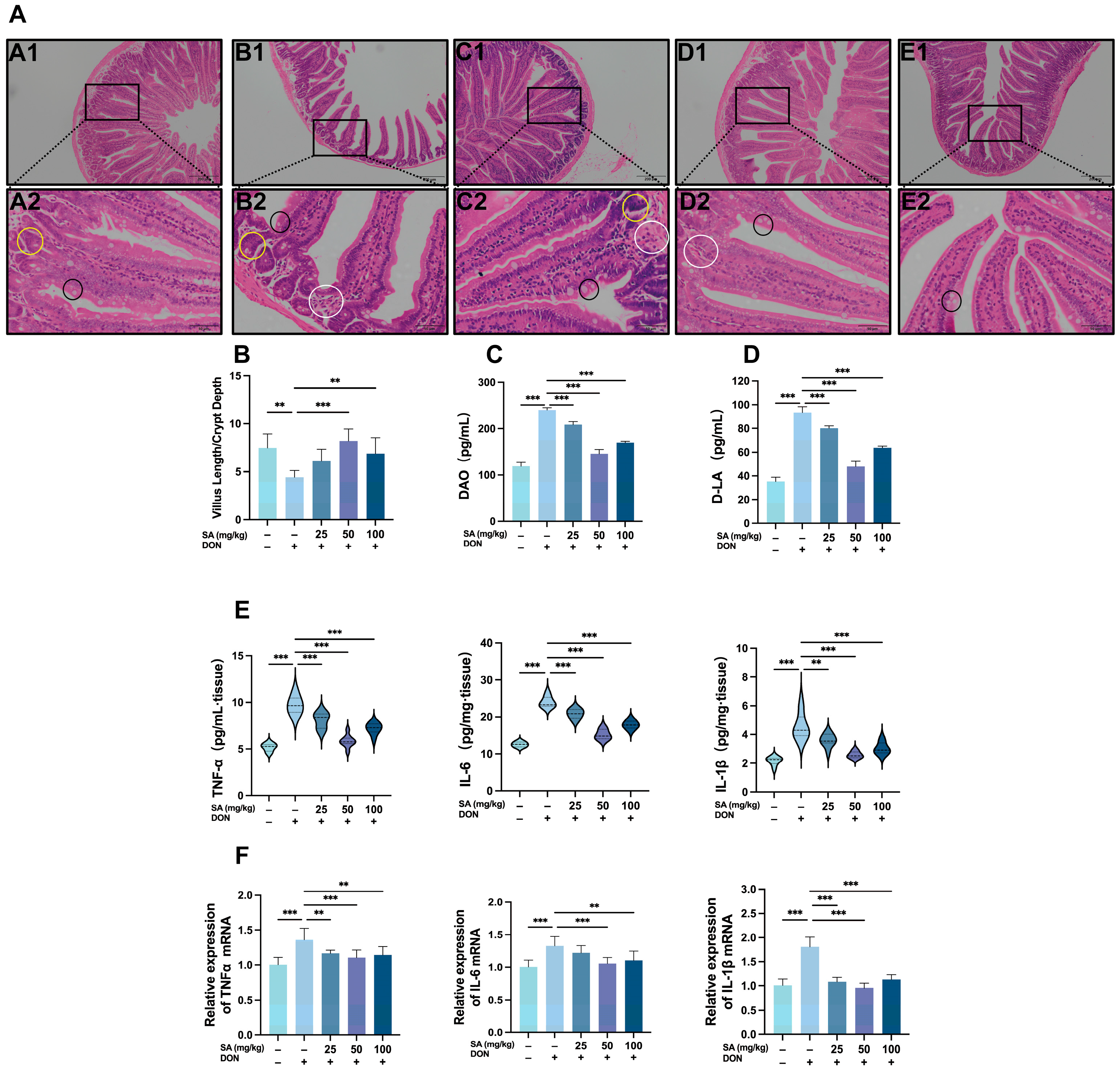 Antioxidants 14 01145 g002 Antioxidants 14 01145 g002