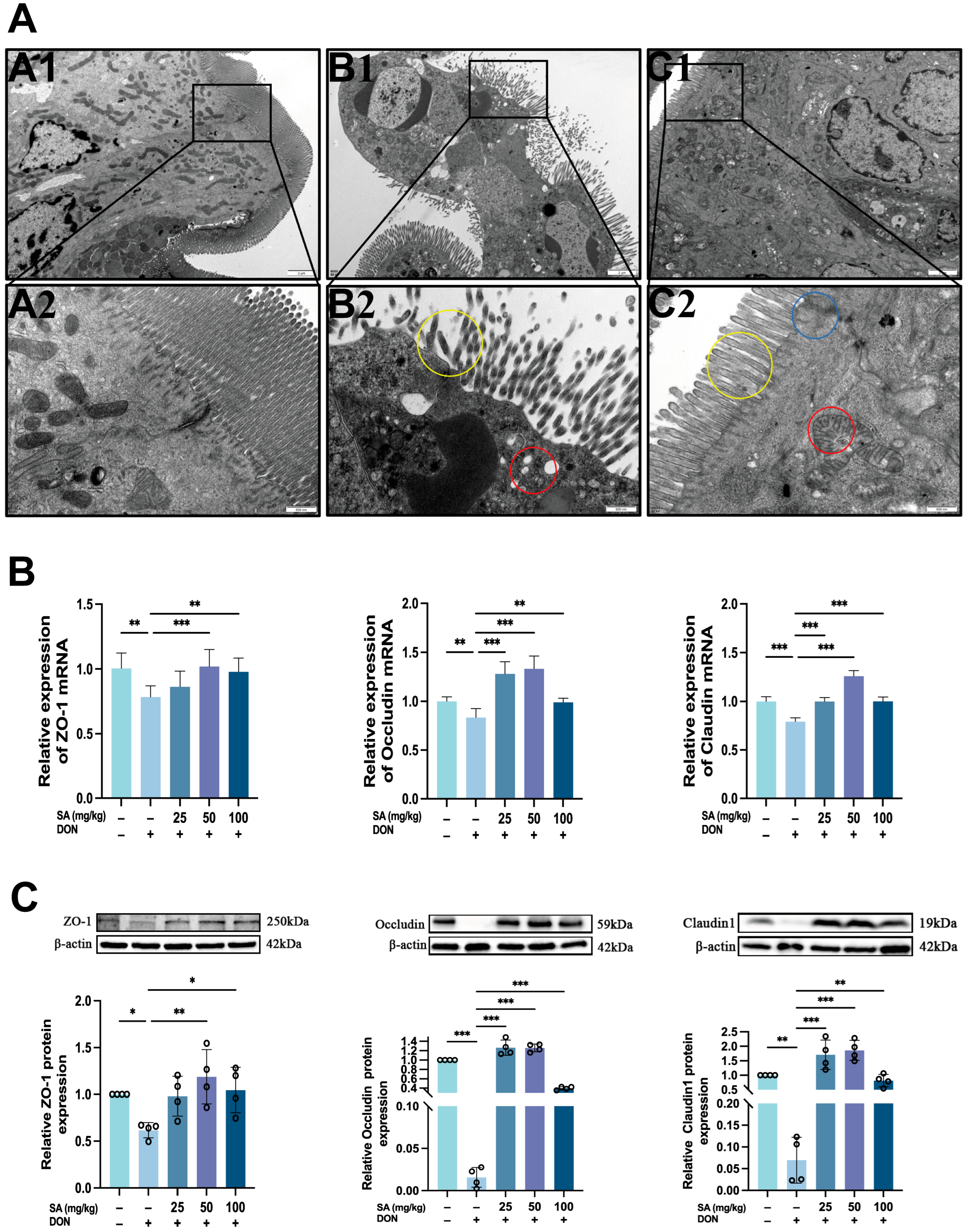 Antioxidants 14 01145 g003 Antioxidants 14 01145 g003