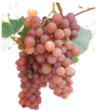 Antioxidants 14 01152 i003