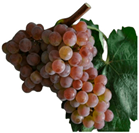 Antioxidants 14 01152 i011