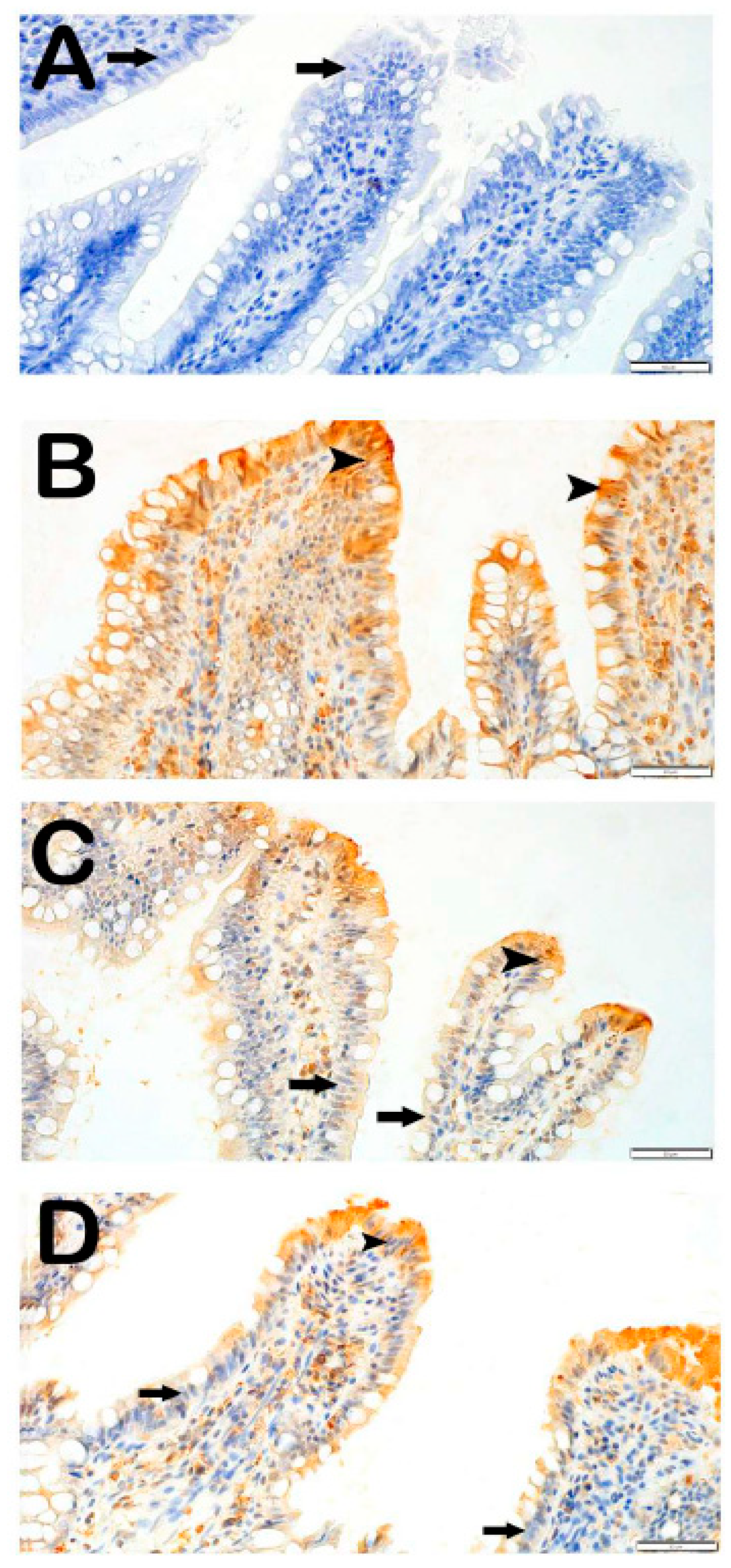 Antioxidants 14 01153 g002 Antioxidants 14 01153 g002