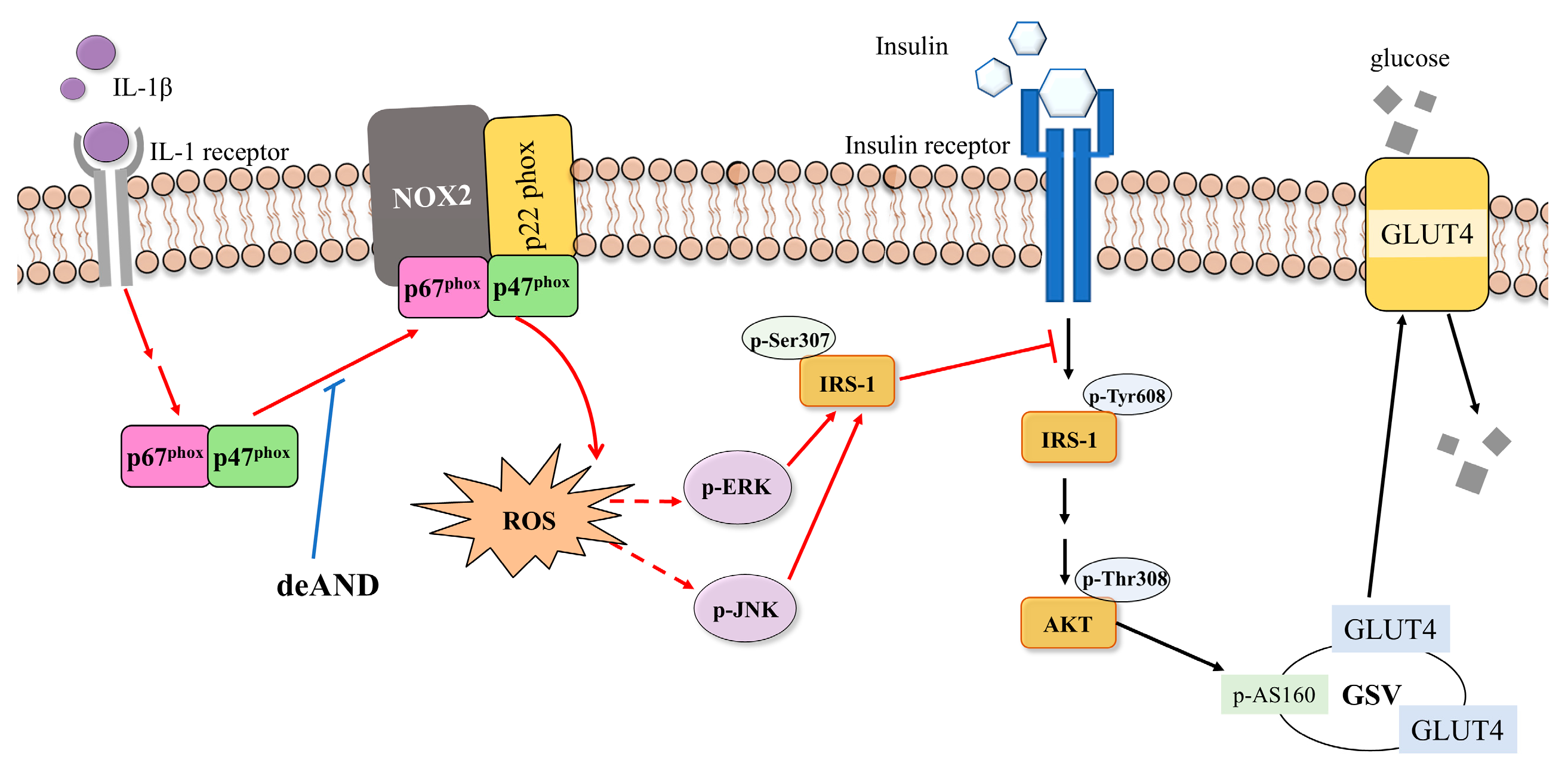 Antioxidants 14 01155 g008