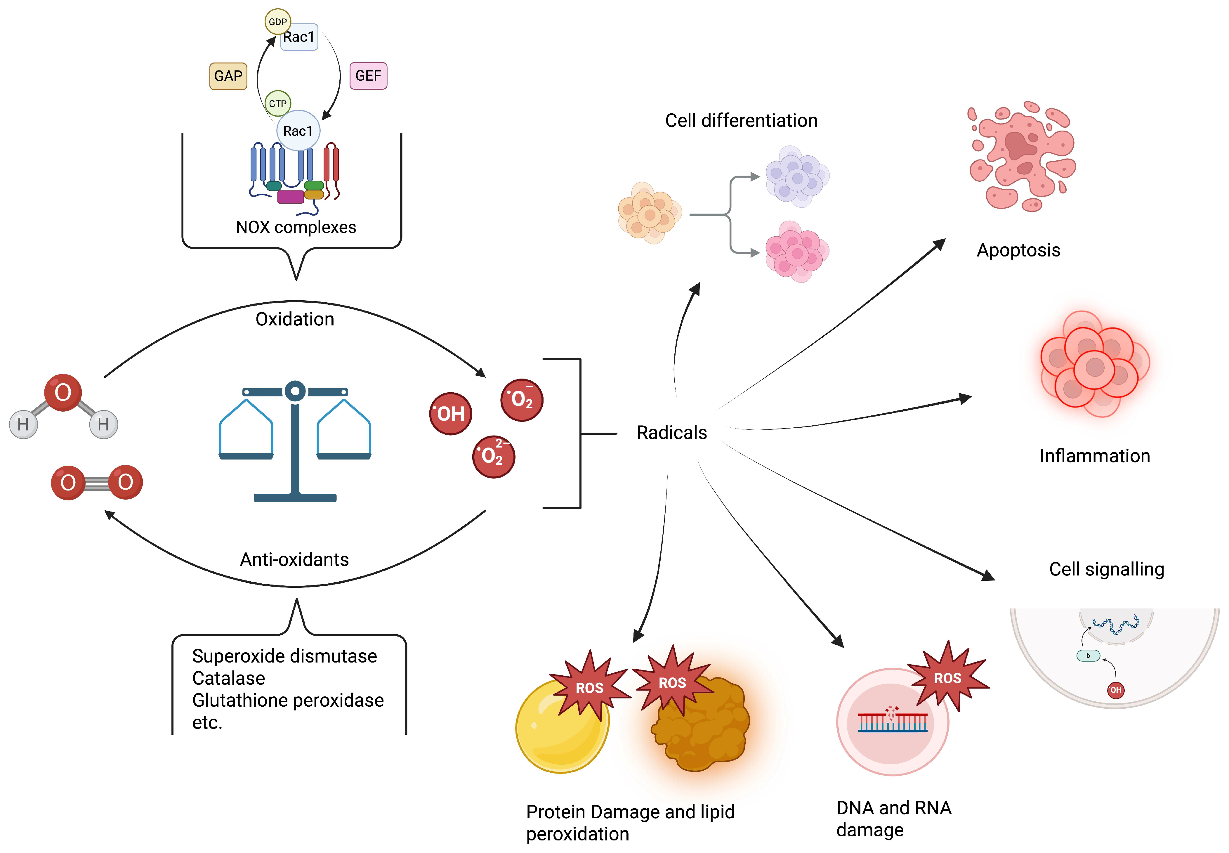 Antioxidants 14 01156 g001 Antioxidants 14 01156 g001