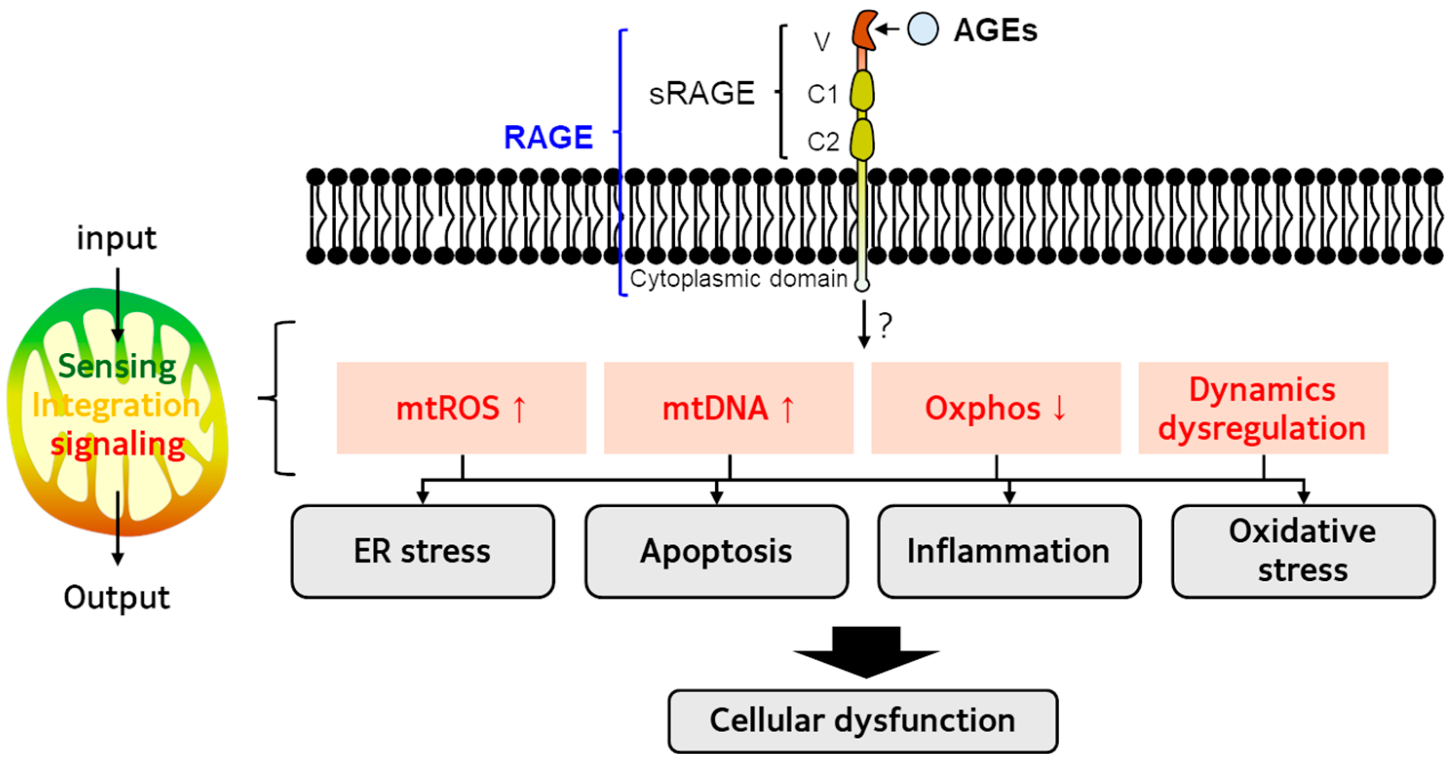 Antioxidants 14 01165 g003