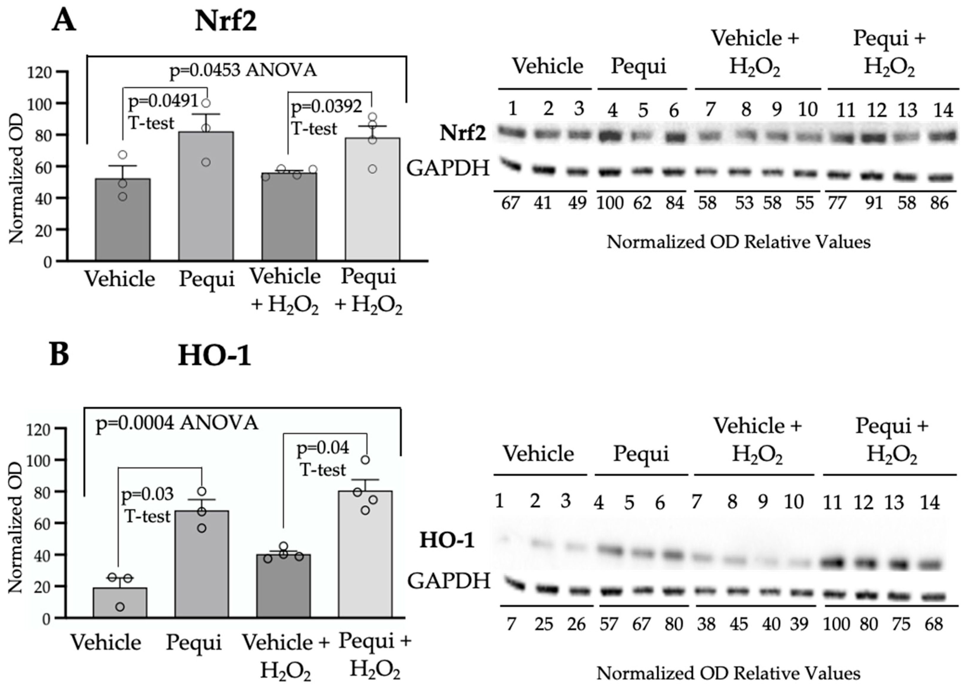 Antioxidants 14 01167 g004 Antioxidants 14 01167 g004